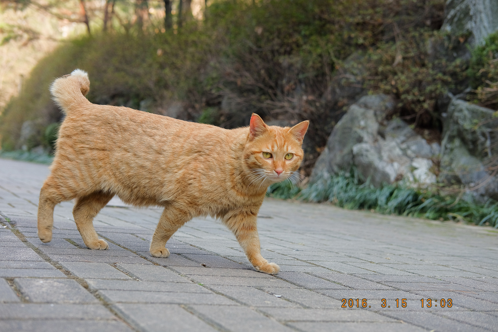 Fujifilm X-A2 + Fujifilm XF 35mm F2 R WR sample photo. Walking like a tiger photography