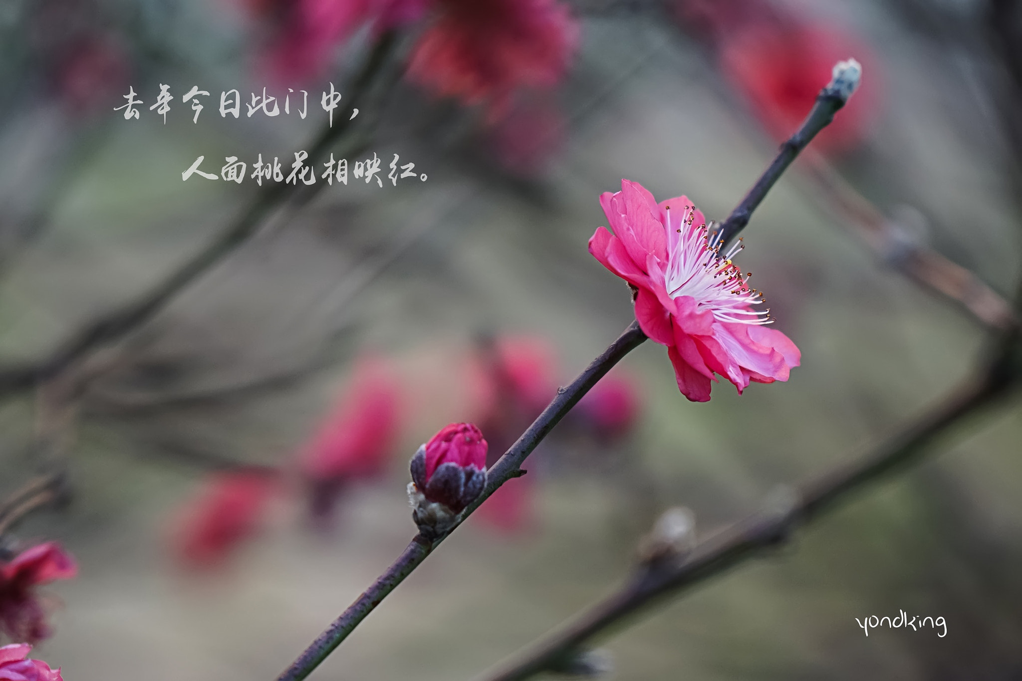 Sony a7 + Sony Vario-Tessar T* E 16-70mm F4 ZA OSS sample photo. Peach blossom photography