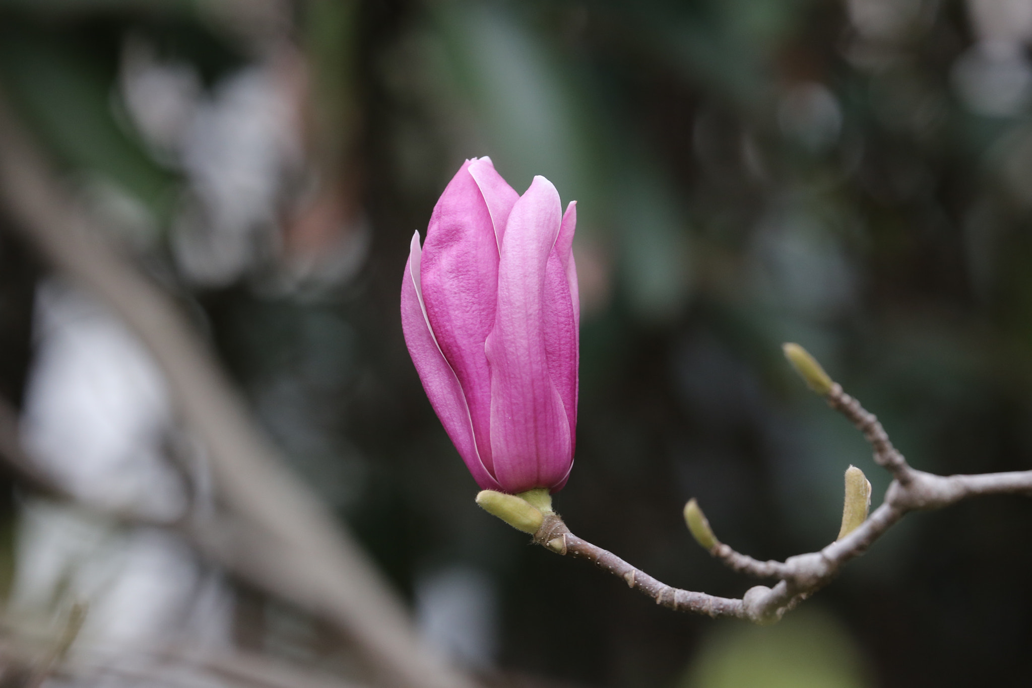 Canon EF 70-300mm F4-5.6L IS USM sample photo