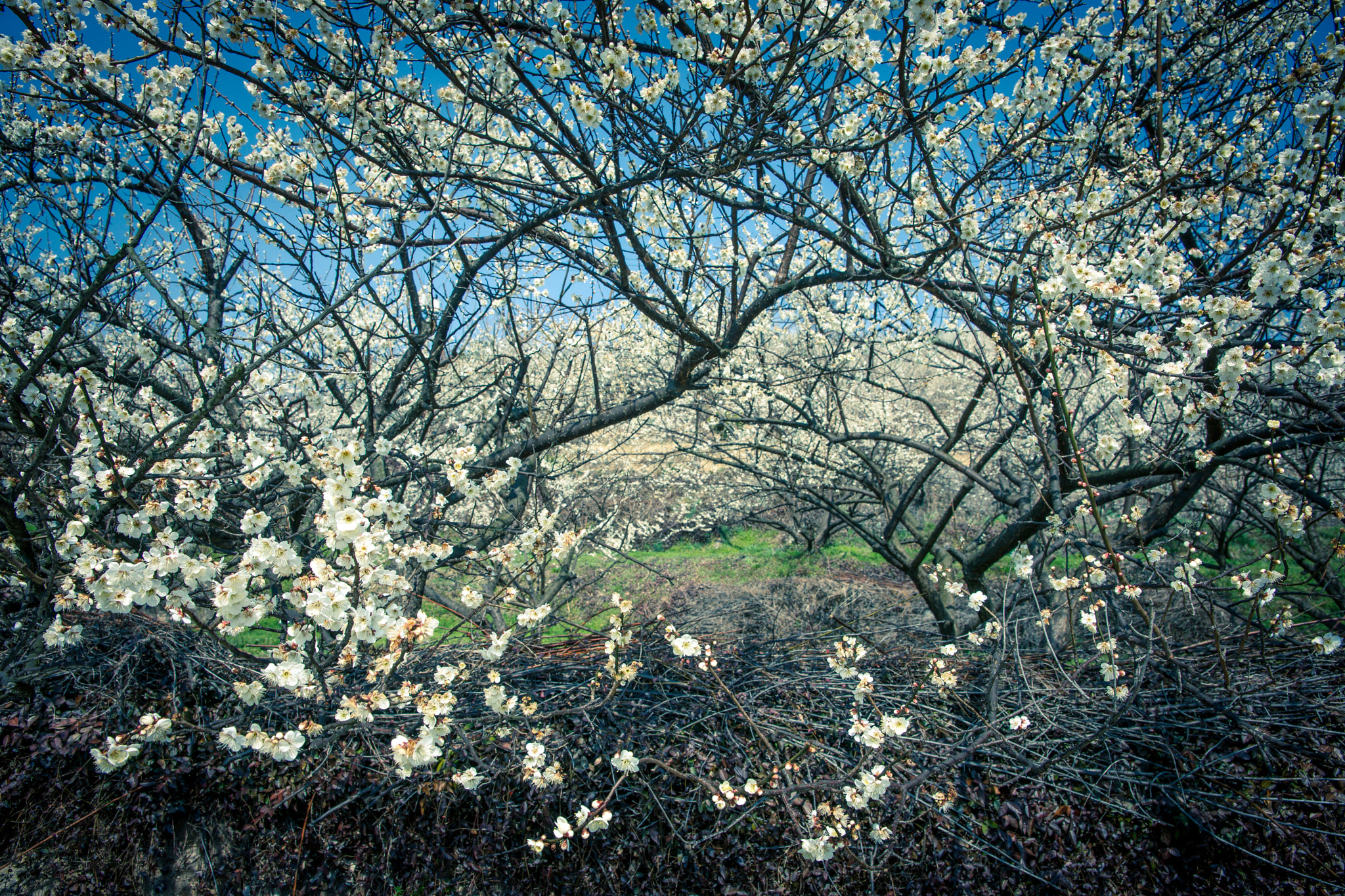 Sony Alpha DSLR-A850 sample photo. Spring, for you photography