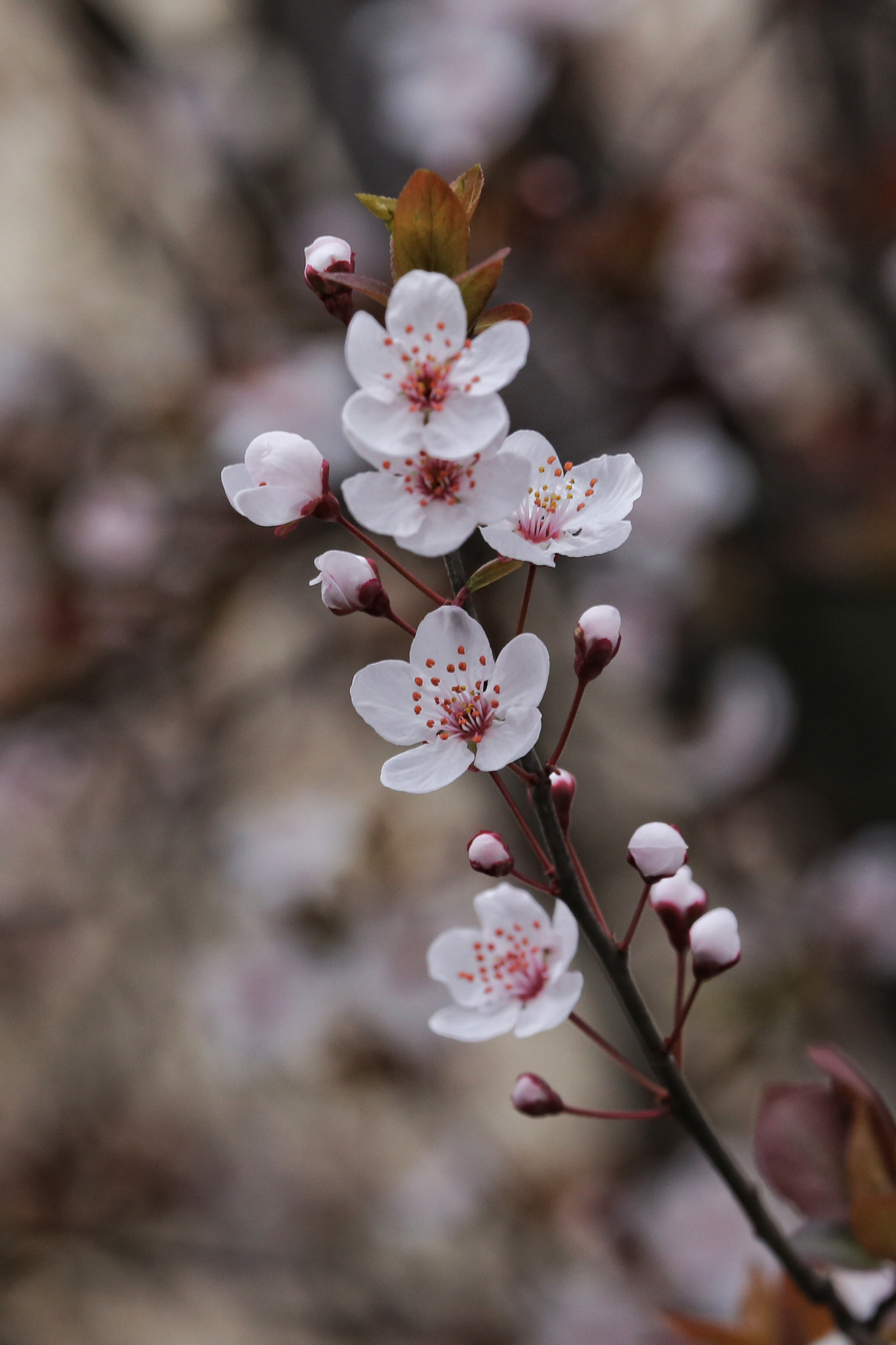 Canon EF 70-300mm F4-5.6L IS USM sample photo