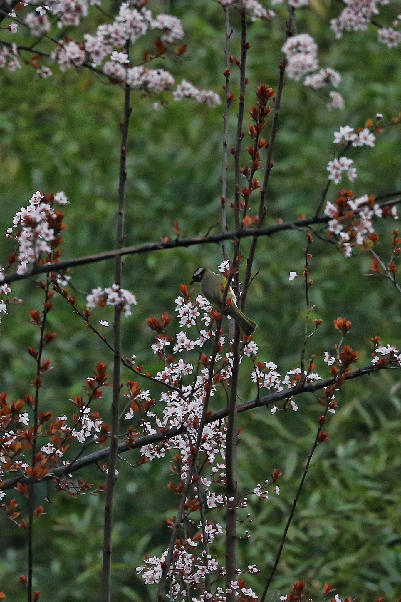 Canon EF 70-300mm F4-5.6L IS USM sample photo