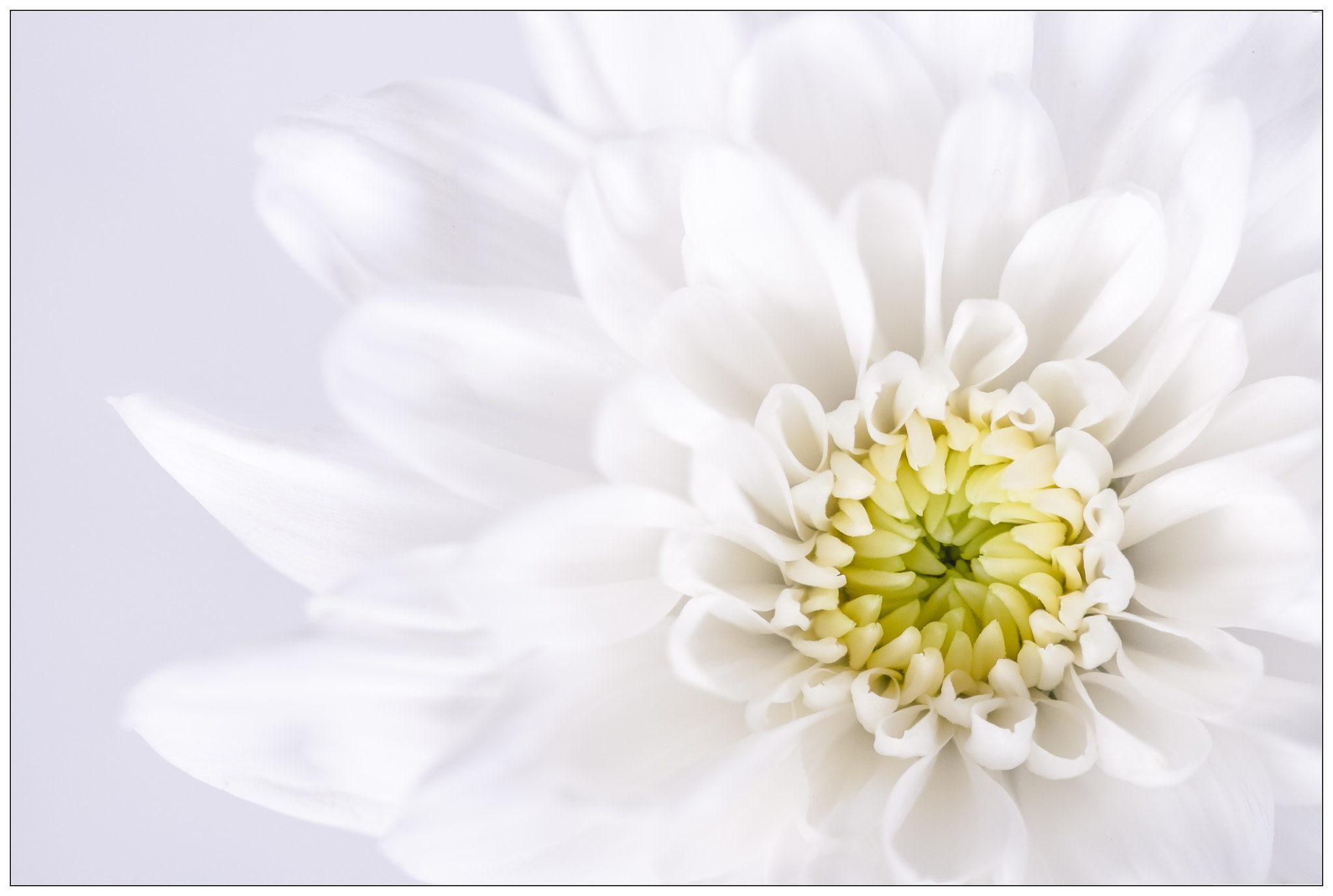 Canon EF 100mm F2.8 Macro USM sample photo. White beauty photography