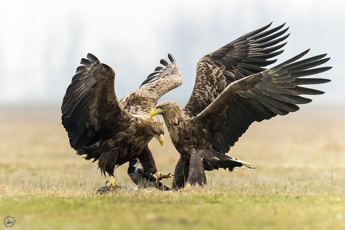 Canon EOS-1D X + Canon EF 300mm F2.8L IS II USM sample photo. Aquila ungheria copia photography