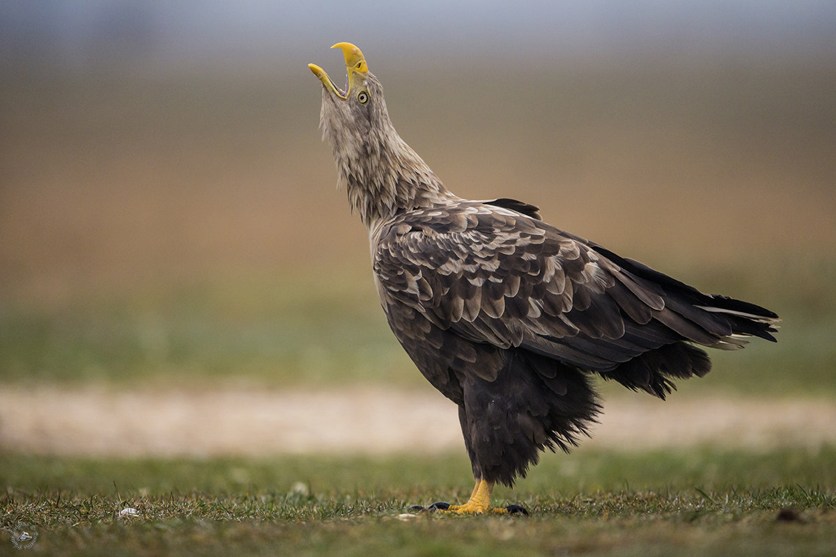 Canon EOS-1D X + Canon EF 600mm f/4L IS sample photo. Aquila ungheria copia photography