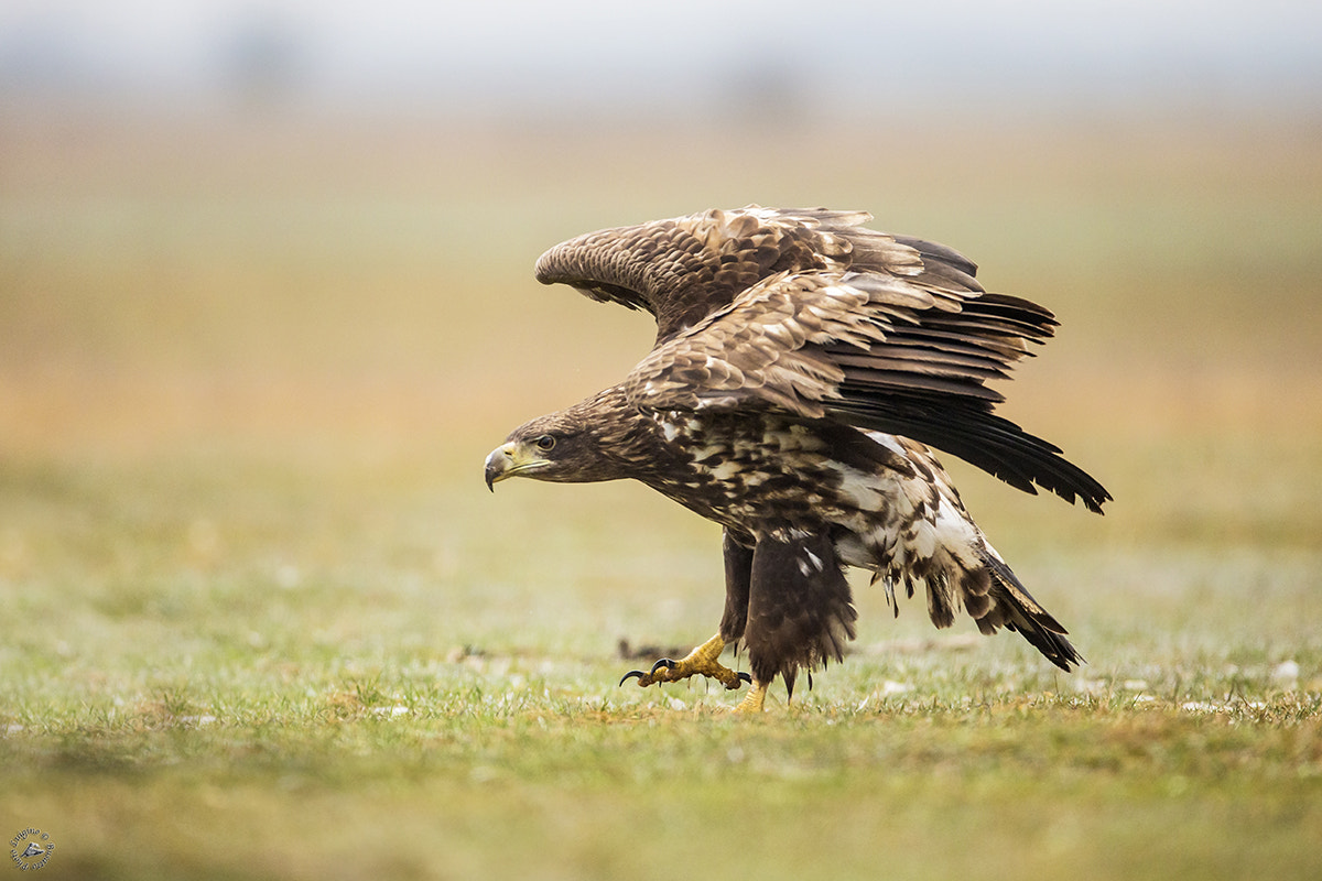 Canon EOS-1D X + Canon EF 600mm f/4L IS sample photo. Aquila hortobagy copia photography