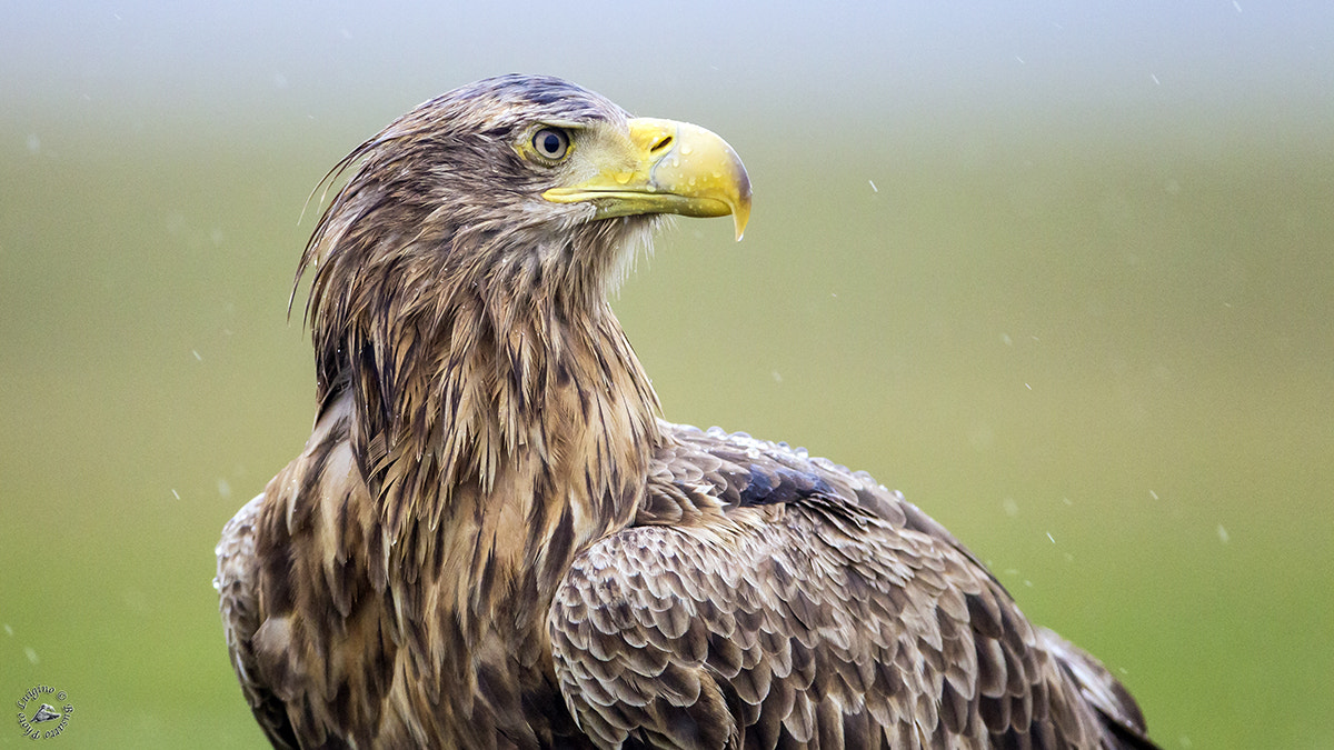 Canon EF 600mm f/4L IS sample photo. Aquila ungheria copia photography