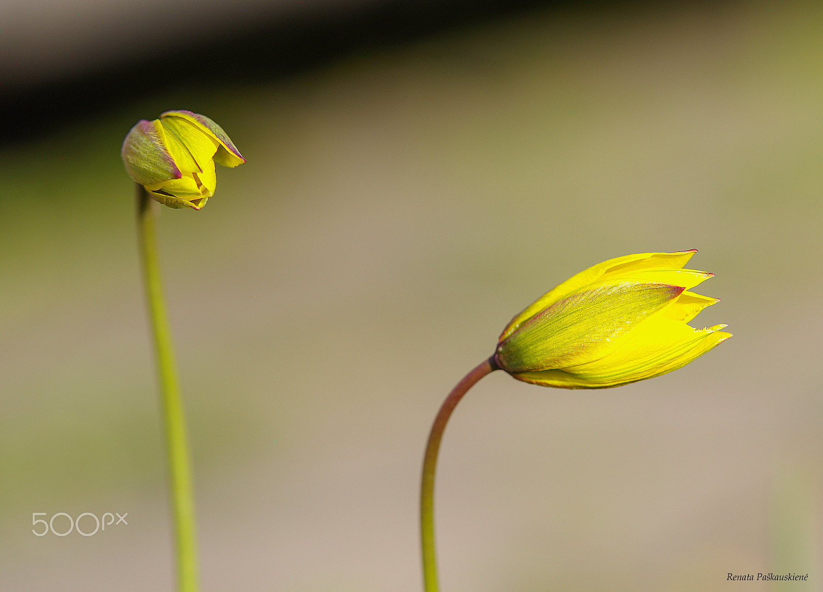 Pentax K-5 sample photo. Flowers photography