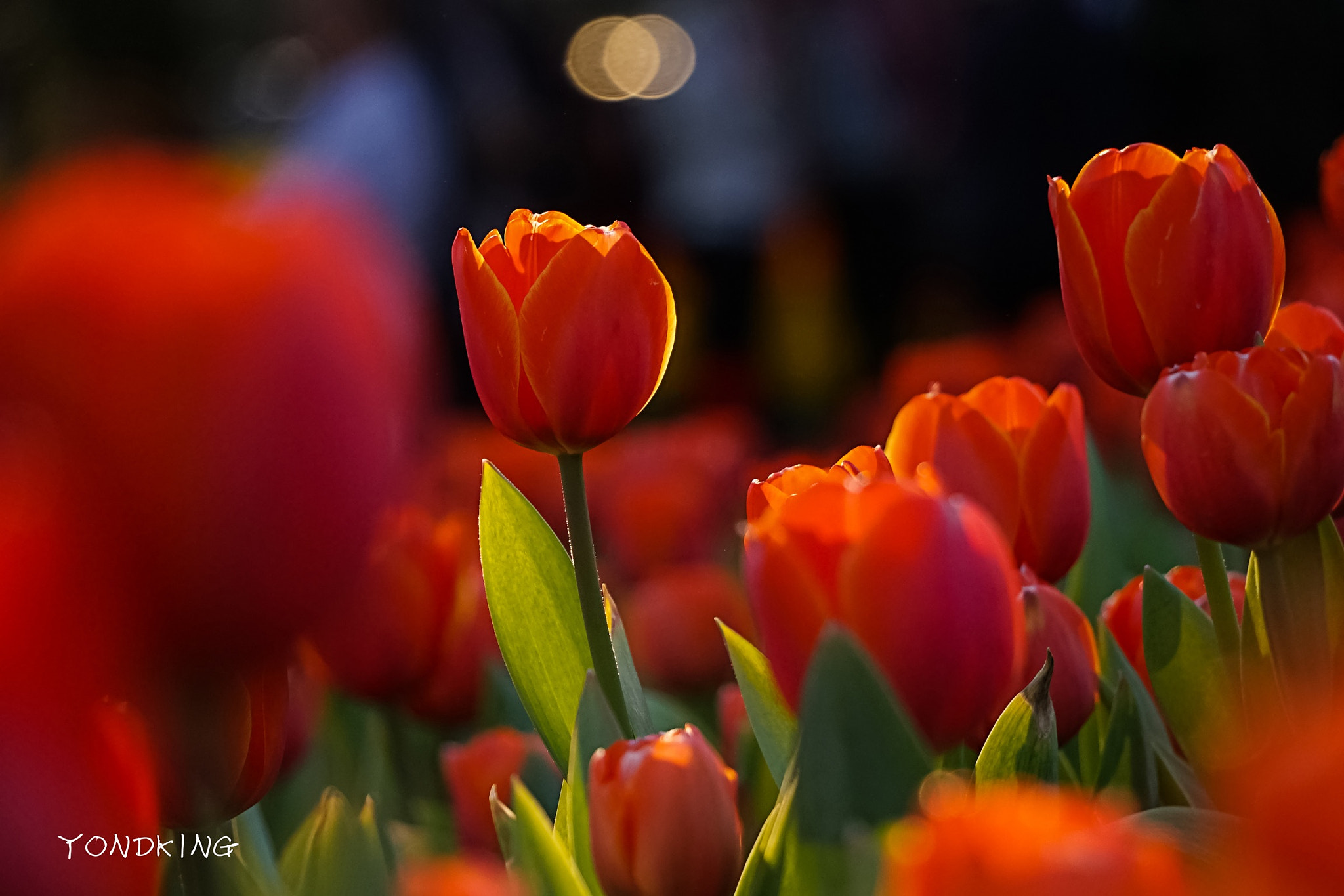 Sony a7 + Sony E 55-210mm F4.5-6.3 OSS sample photo. Red tulips photography
