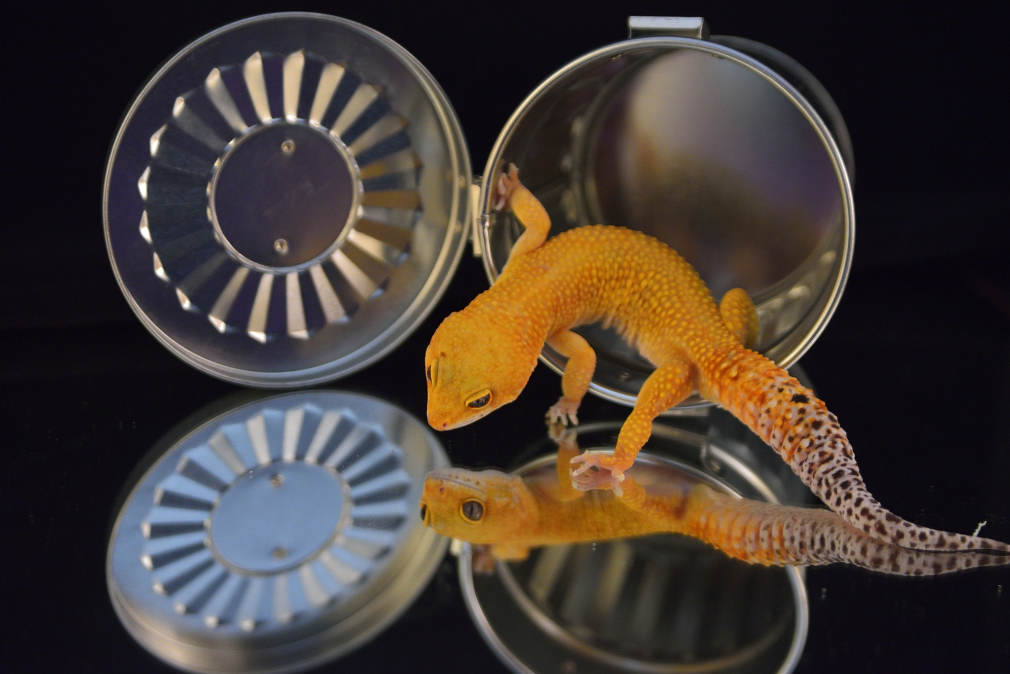 Nikon D800 + Sigma 28-105mm F2.8-4 Aspherical sample photo. Leopard gecko photography