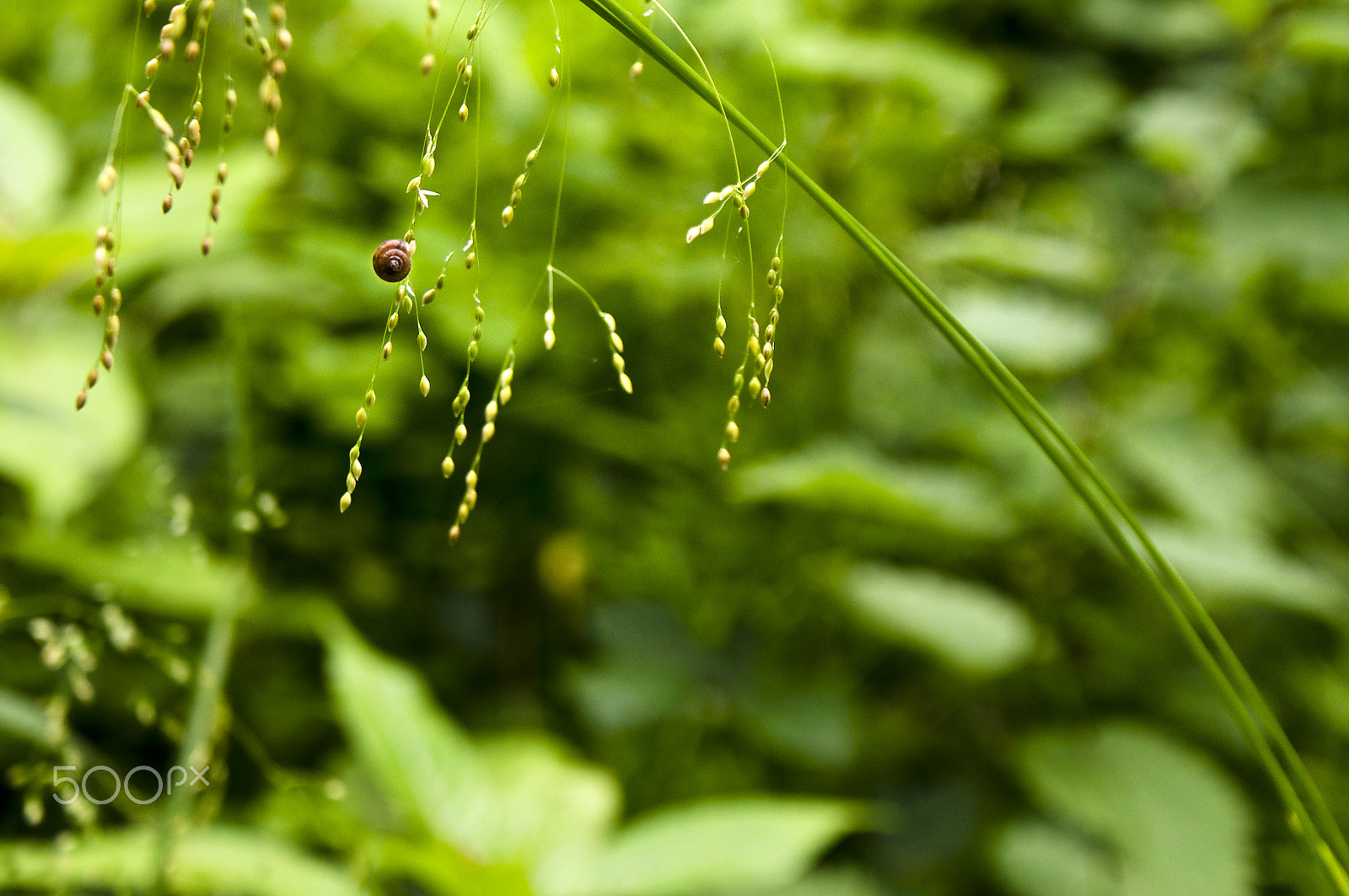 Sony SLT-A55 (SLT-A55V) sample photo. Snail on grass photography