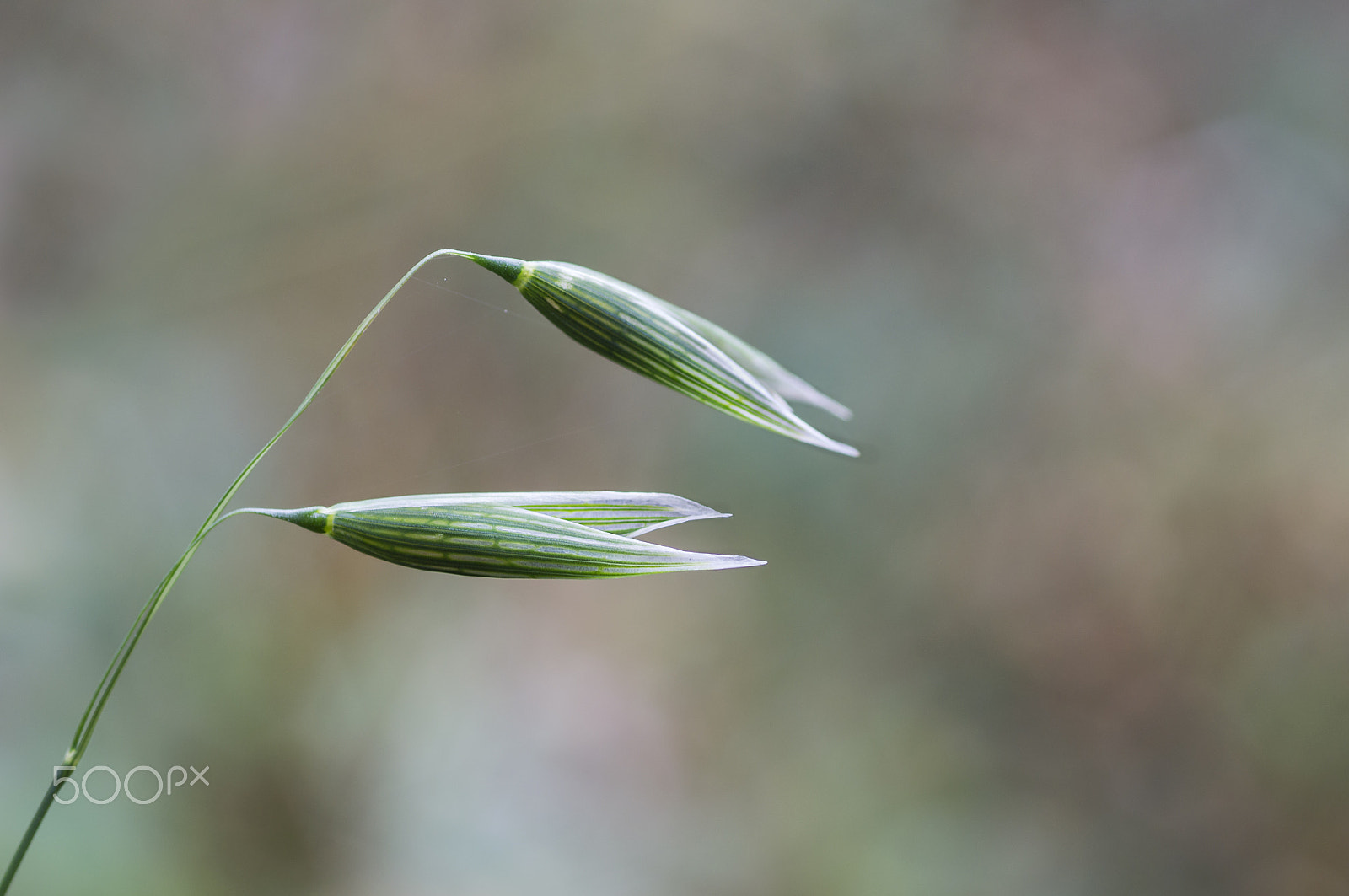 Sony SLT-A55 (SLT-A55V) + Sigma 30mm F1.4 EX DC HSM sample photo. Grass photography