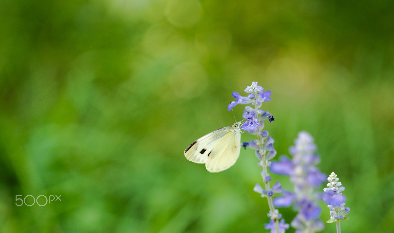 Nikon D610 + Sigma 105mm F2.8 EX DG Macro sample photo. Butterfly photography