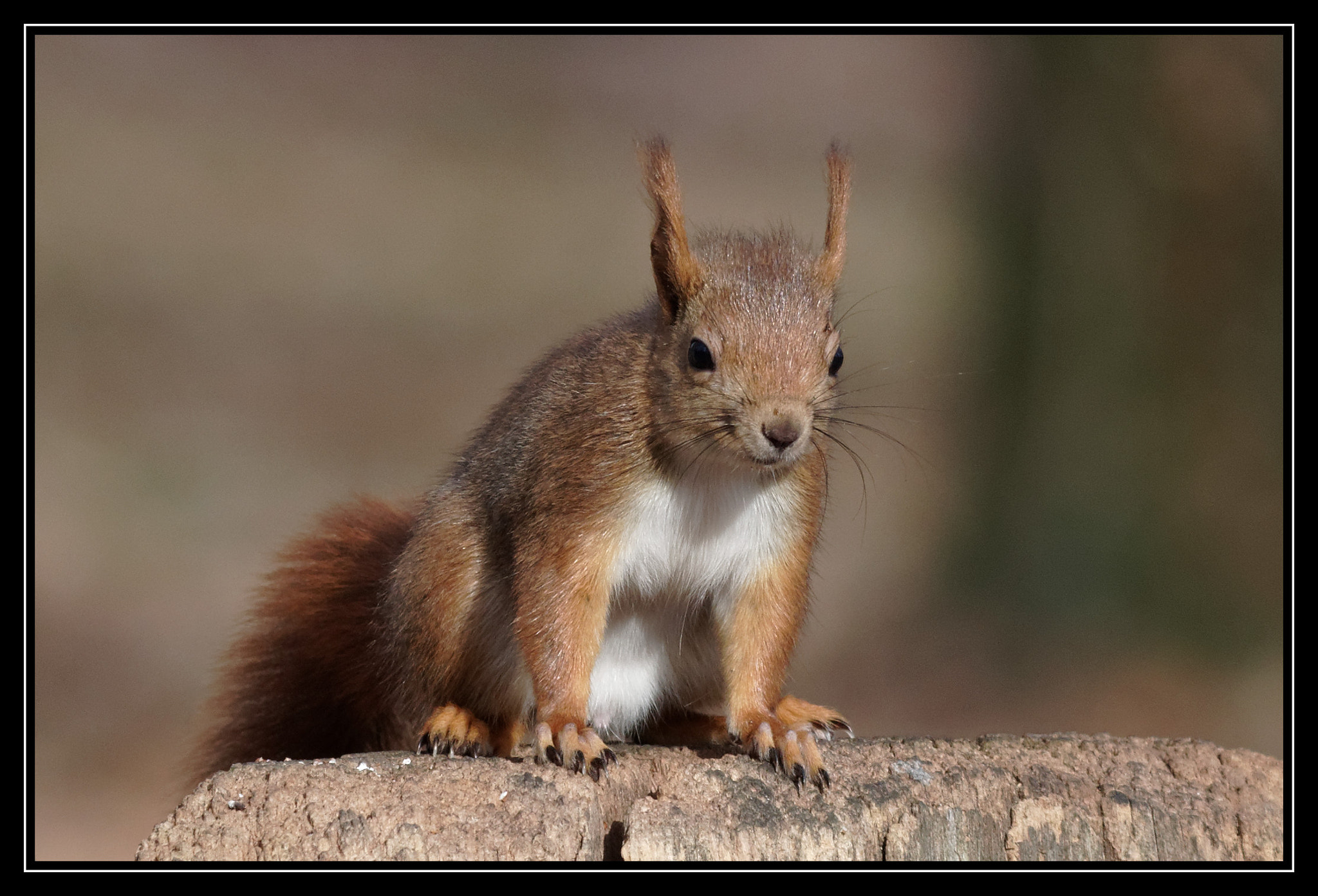 Pentax K-5 II + Sigma 150-500mm F5-6.3 DG OS HSM sample photo. écureuil photography