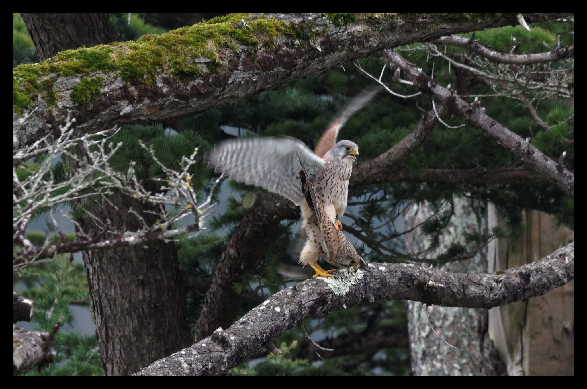 Sigma 150-500mm F5-6.3 DG OS HSM sample photo. Accouplement crecerellle photography