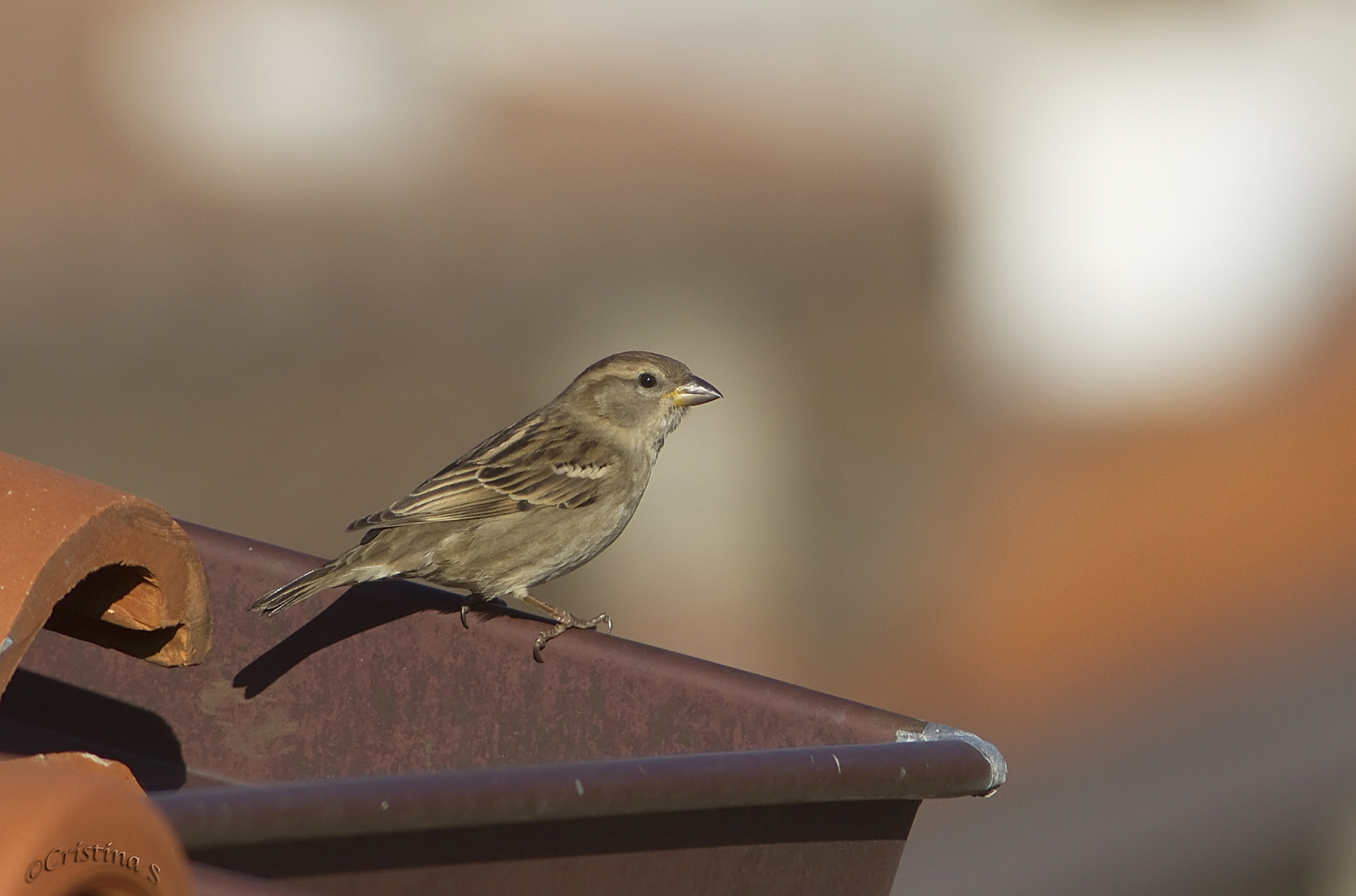 Canon EF 200mm f/2.8L II + 2x sample photo. On the roof photography