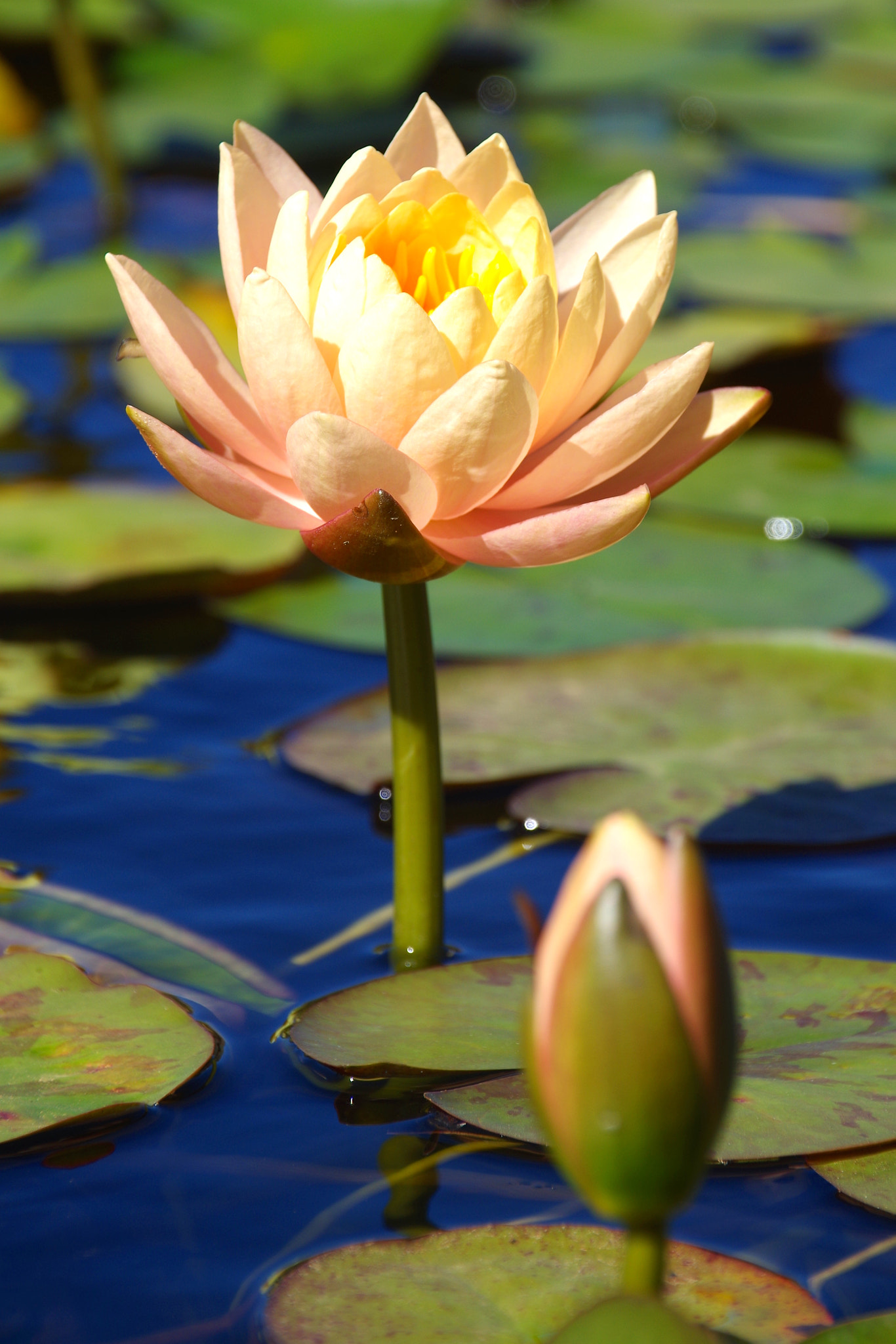 Pentax K-50 + Sigma 18-250mm F3.5-6.3 DC Macro OS HSM sample photo. Sea rose photography