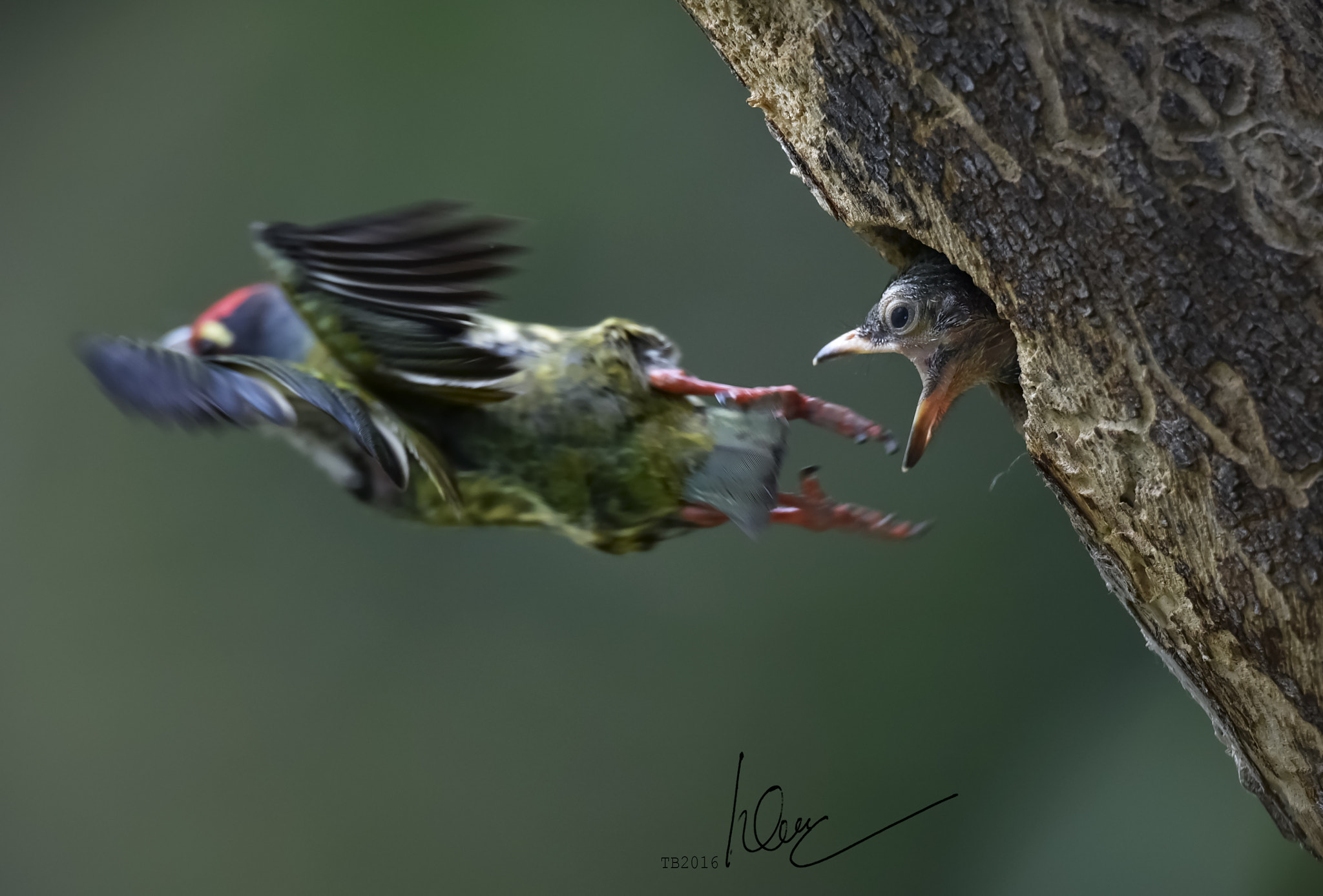 Nikon AF-S Nikkor 600mm F4D ED-IF II sample photo