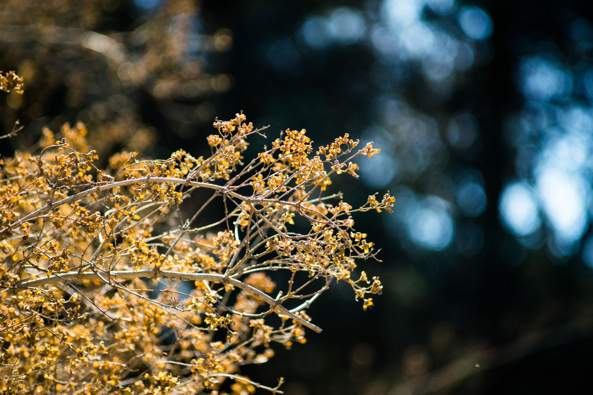 Minolta AF 80-200mm F4.5-5.6 sample photo. Yellow flowers photography