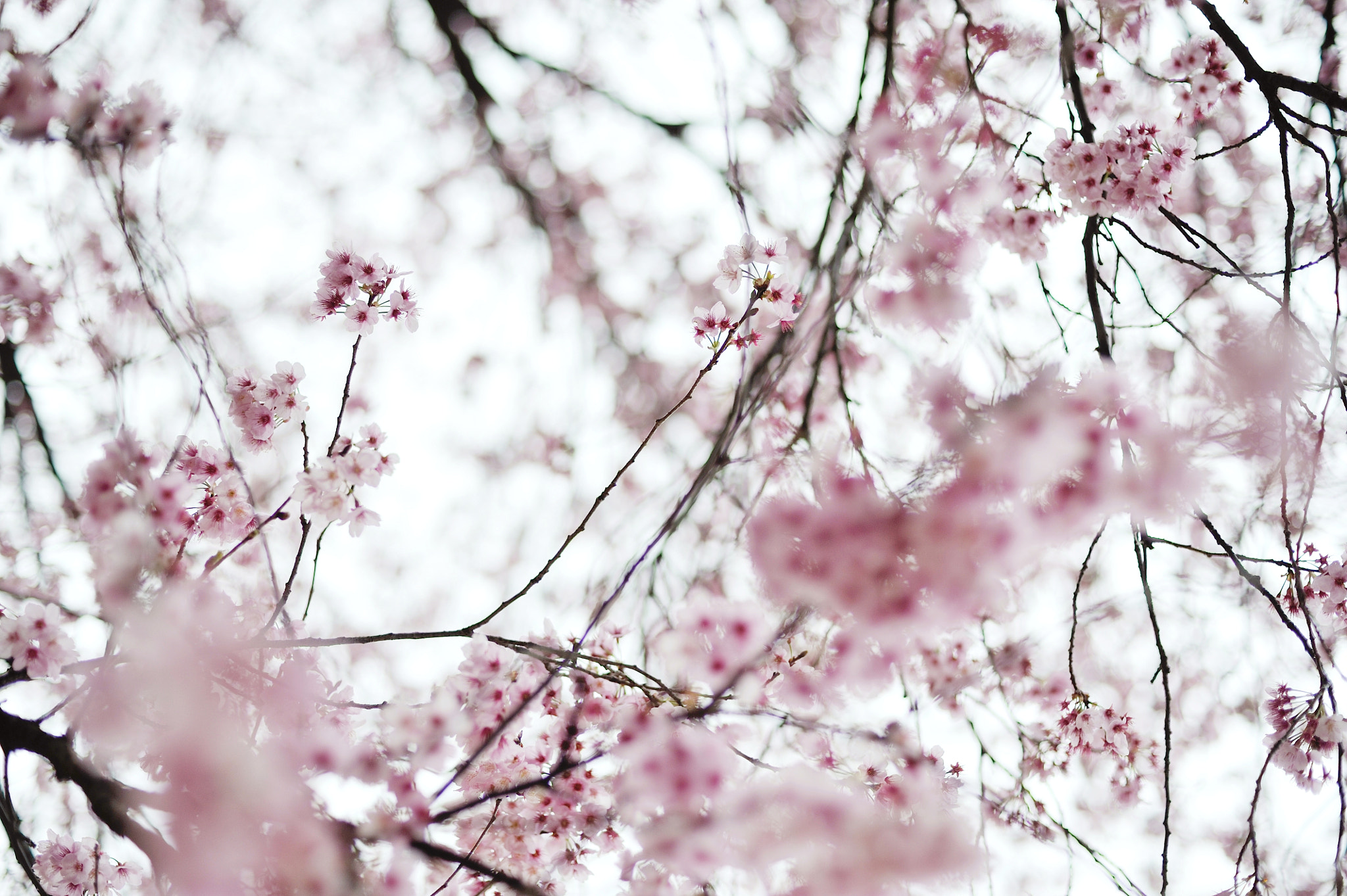 Nikon D700 + Voigtlander Nokton 58mm F1.4 SLII sample photo. Pink soda photography