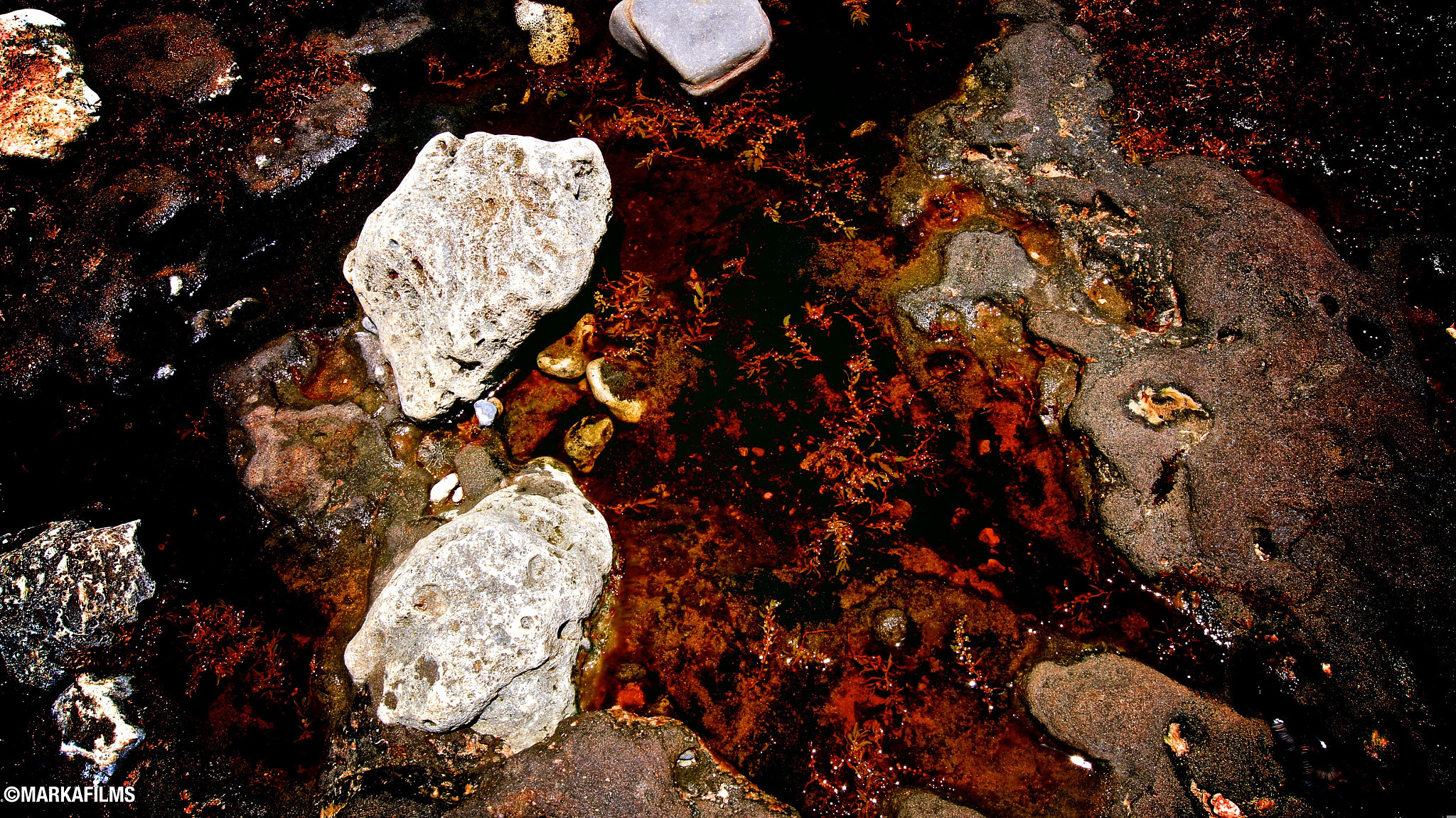 Sony DT 18-55mm F3.5-5.6 SAM II sample photo. Sea_weed_2.jpg photography