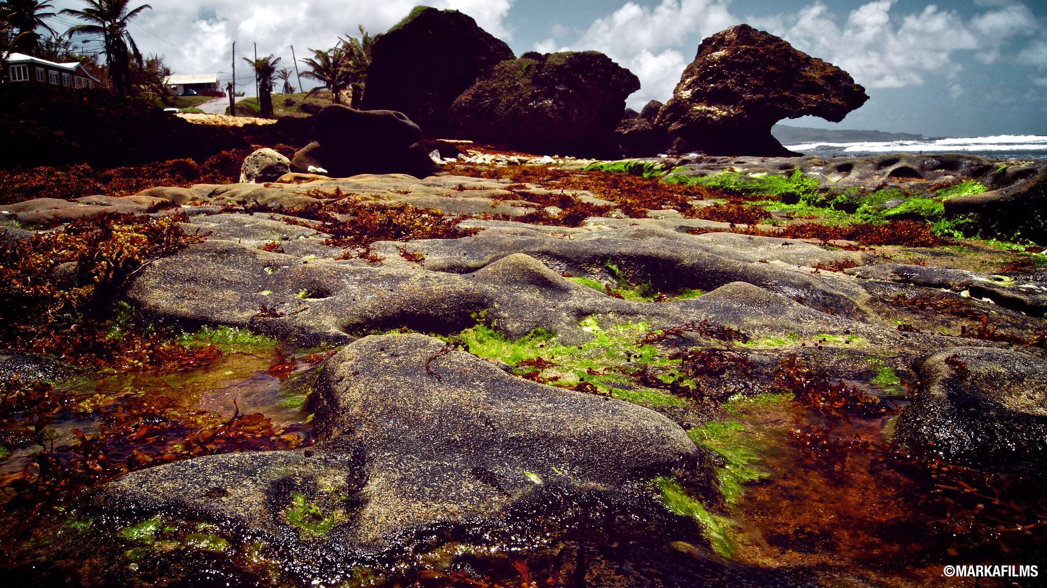 Sony DT 18-55mm F3.5-5.6 SAM II sample photo. Seaweed.jpg photography