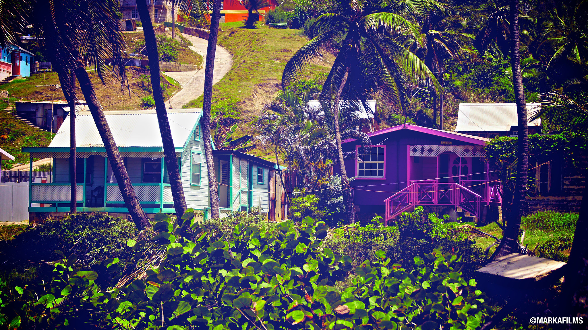 Sony DT 18-55mm F3.5-5.6 SAM II sample photo. Purple_in_green.jpg photography