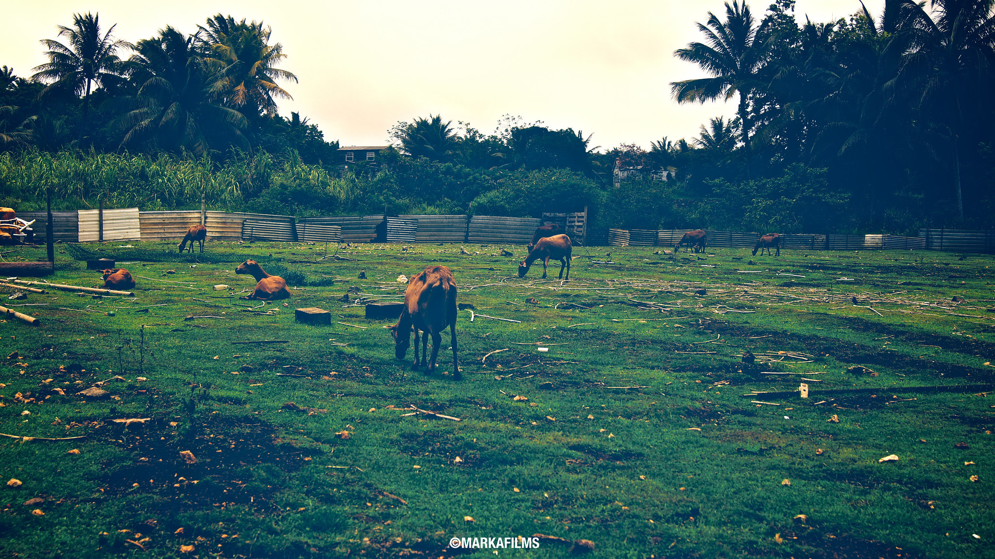 Sony DT 18-55mm F3.5-5.6 SAM II sample photo. My_colombo.jpg photography