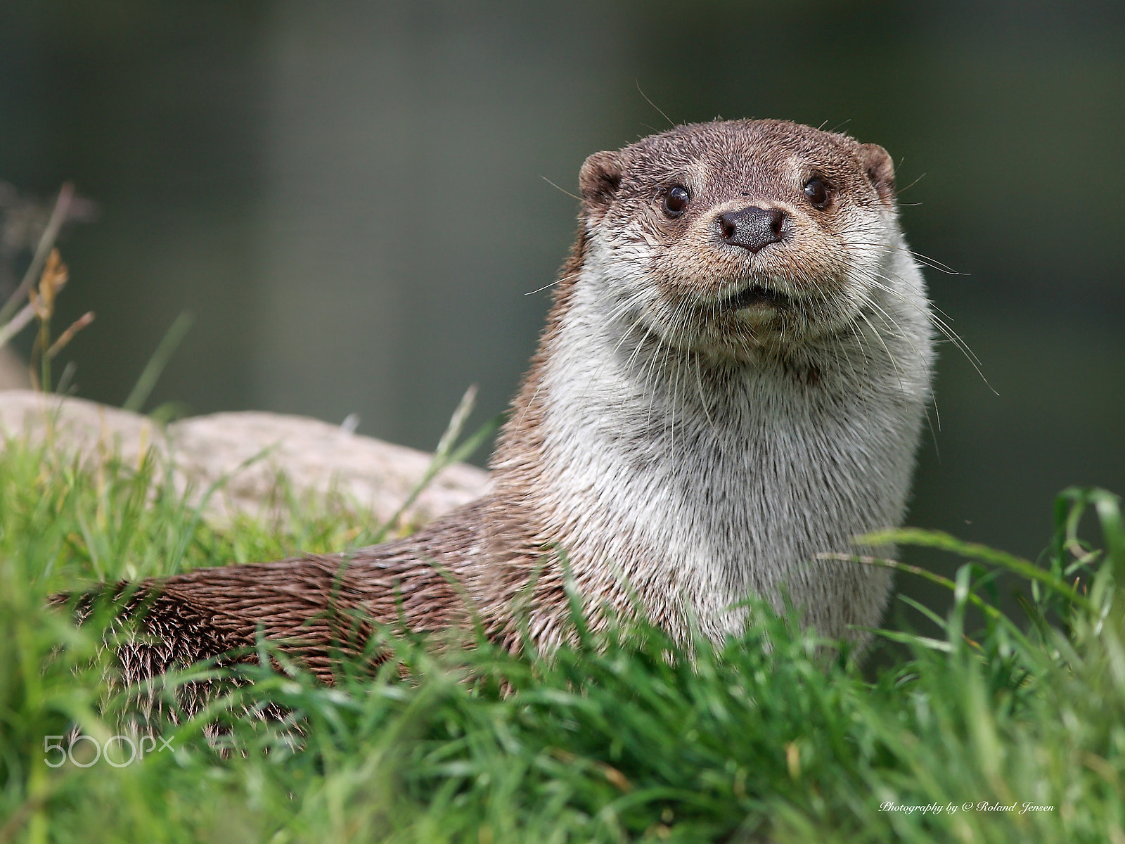 Canon EOS 40D + Canon EF 300mm F2.8L IS USM sample photo. Otter photography