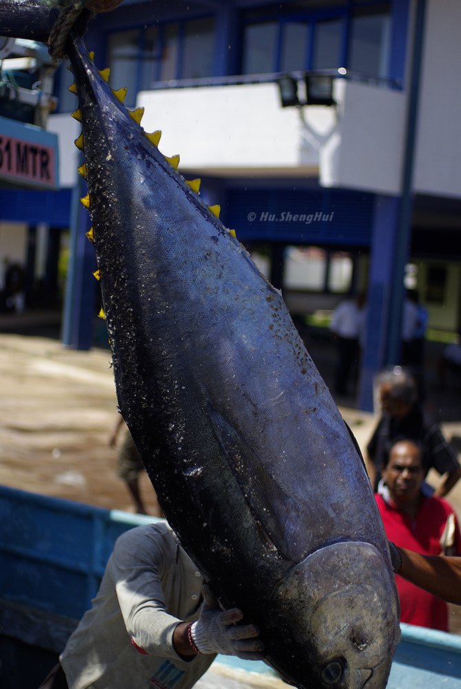 Pentax K10D + Pentax smc FA 43mm F1.9 Limited sample photo. Bluefin tuna 蓝鳍金枪鱼 photography