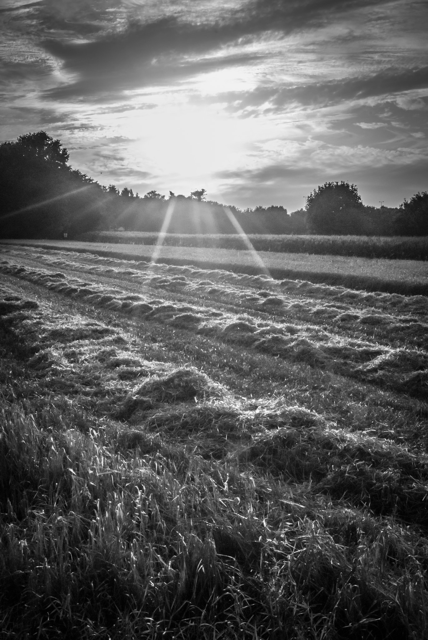AF Zoom-Nikkor 28-80mm f/3.3-5.6G sample photo. Golden hour, no color.. photography
