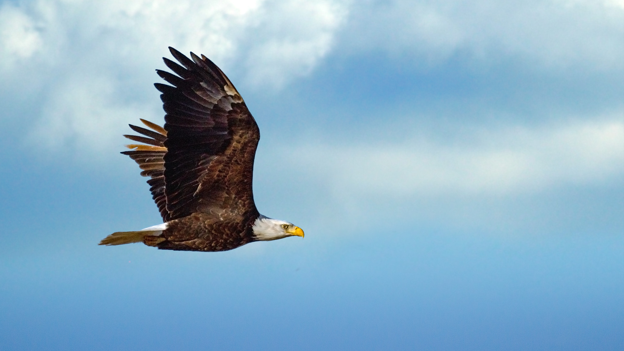 Sony SLT-A65 (SLT-A65V) + Sony 500mm F8 Reflex sample photo. Flying free photography