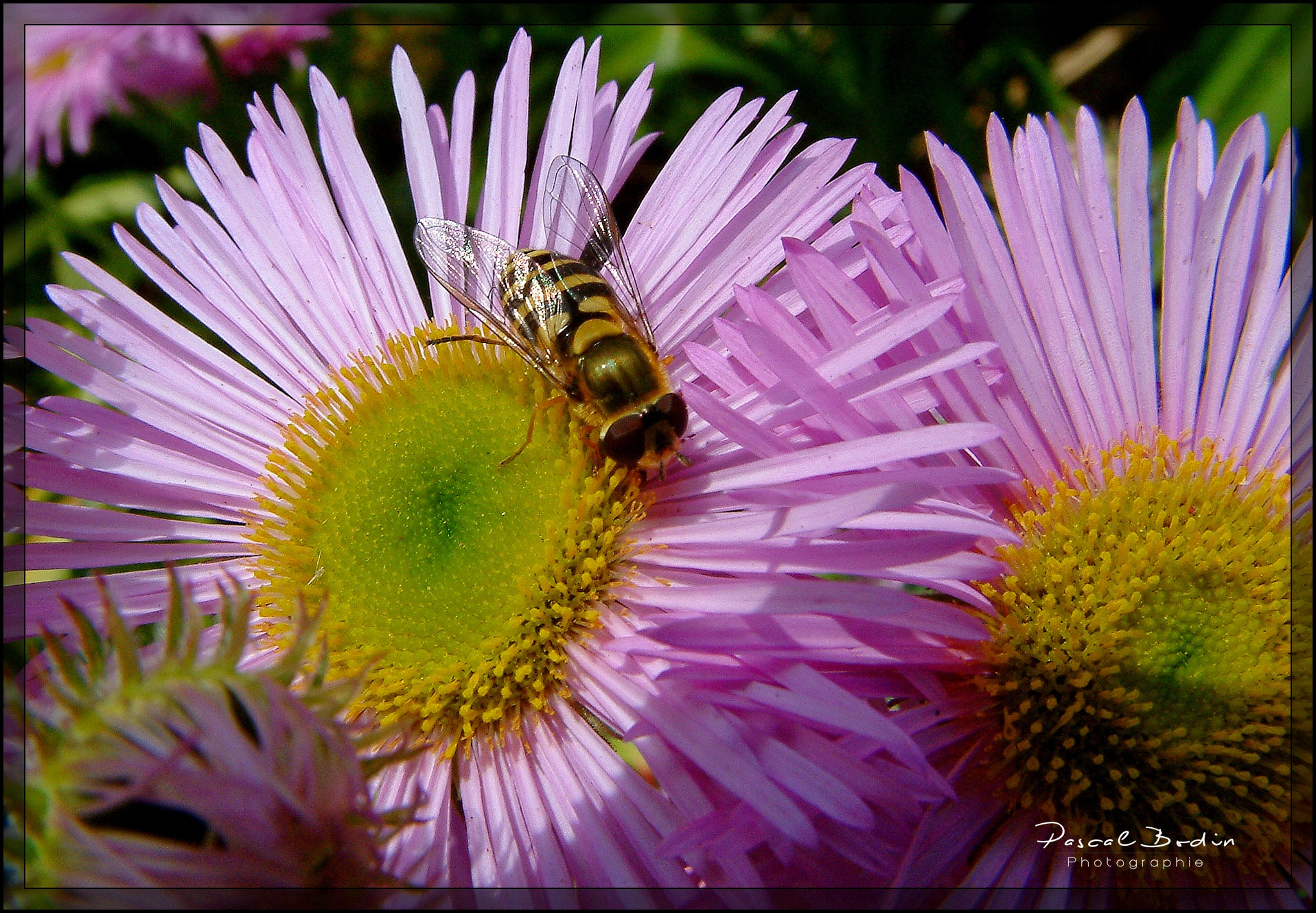 Fujifilm FinePix S602 ZOOM sample photo. Abeille en plein travail photography