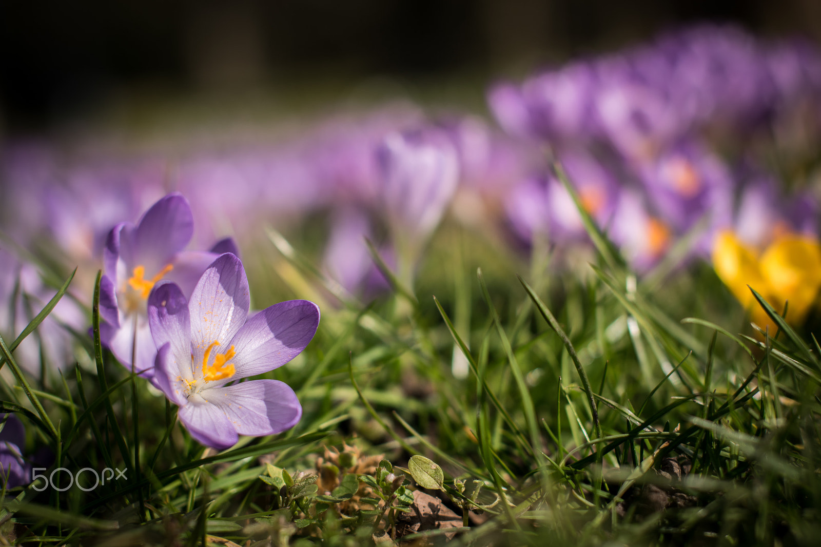 Nikon D5300 + Sigma 50mm F1.4 EX DG HSM sample photo. Spring is approaching. photography