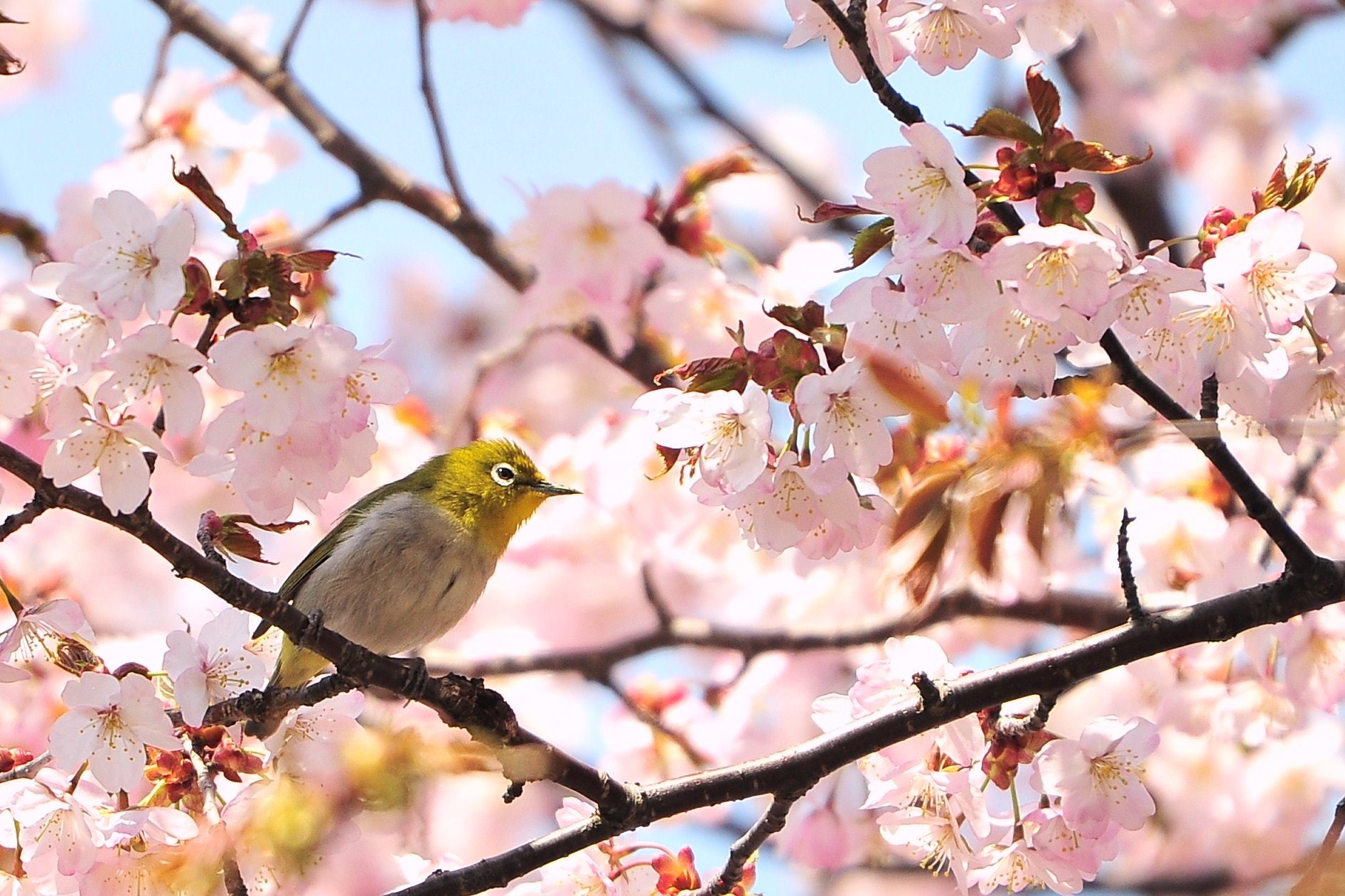 Sigma 50-500mm F4.5-6.3 DG OS HSM sample photo. Pink sigh photography