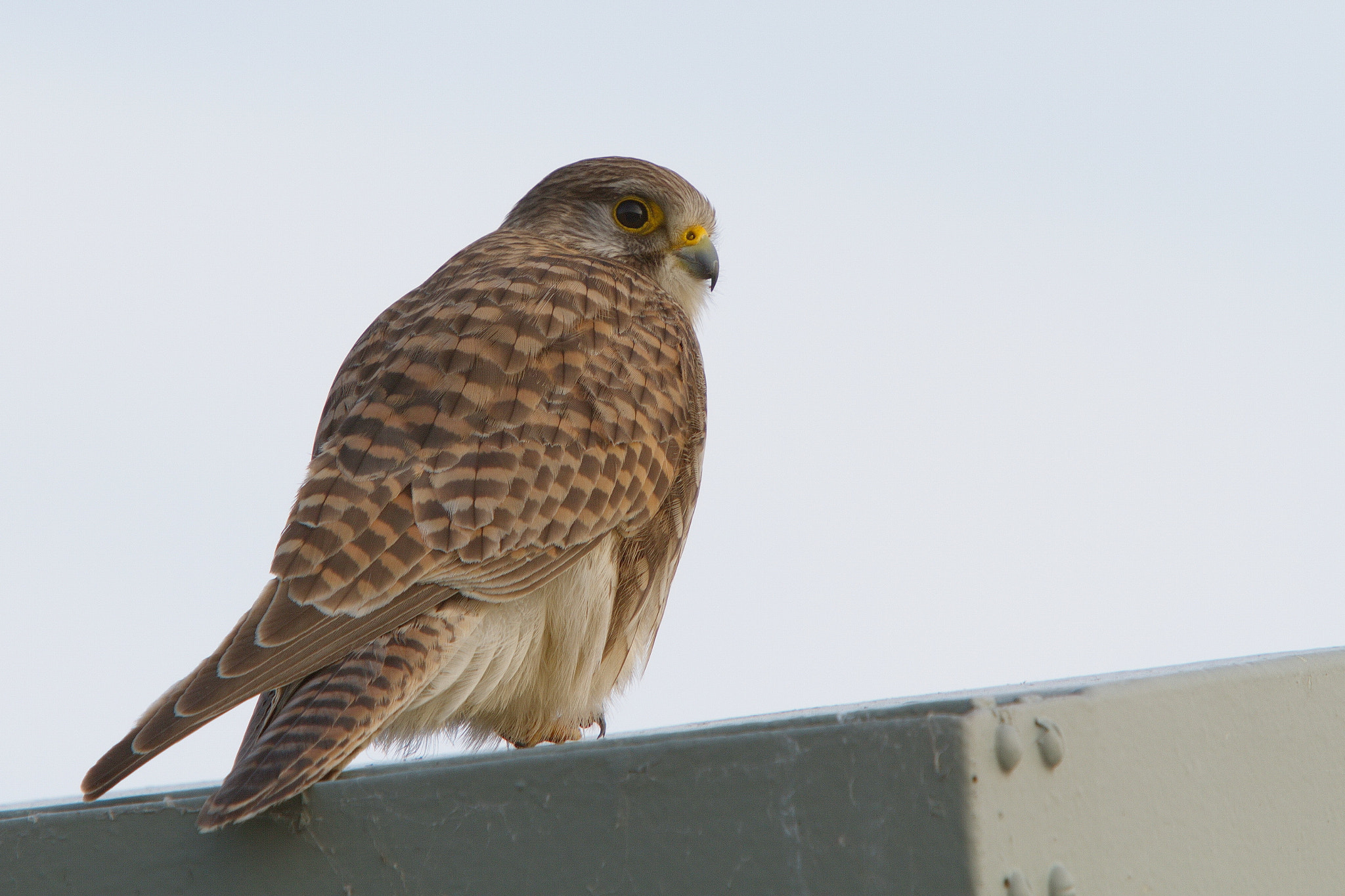 Canon EF 70-200mm F2.8L IS USM sample photo. Kestrel photography