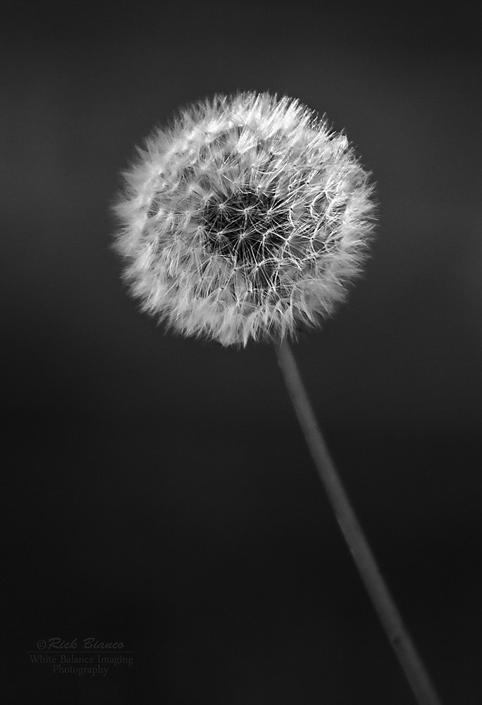 Canon EF 70-200mm F2.8L USM sample photo. Dandi photography