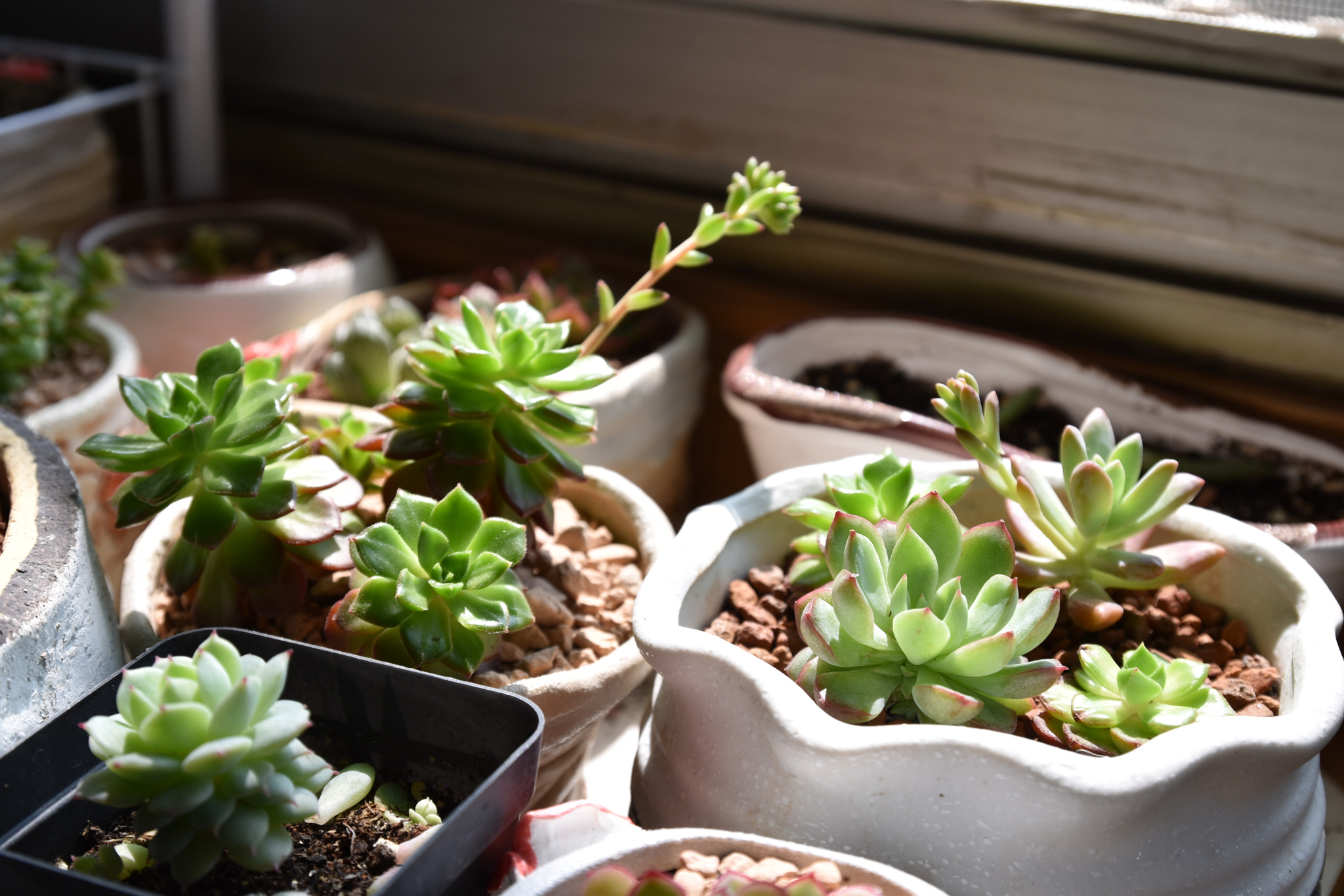 Nikon D5500 + Tamron SP AF 17-50mm F2.8 XR Di II VC LD Aspherical (IF) sample photo. First pics of my succulents photography