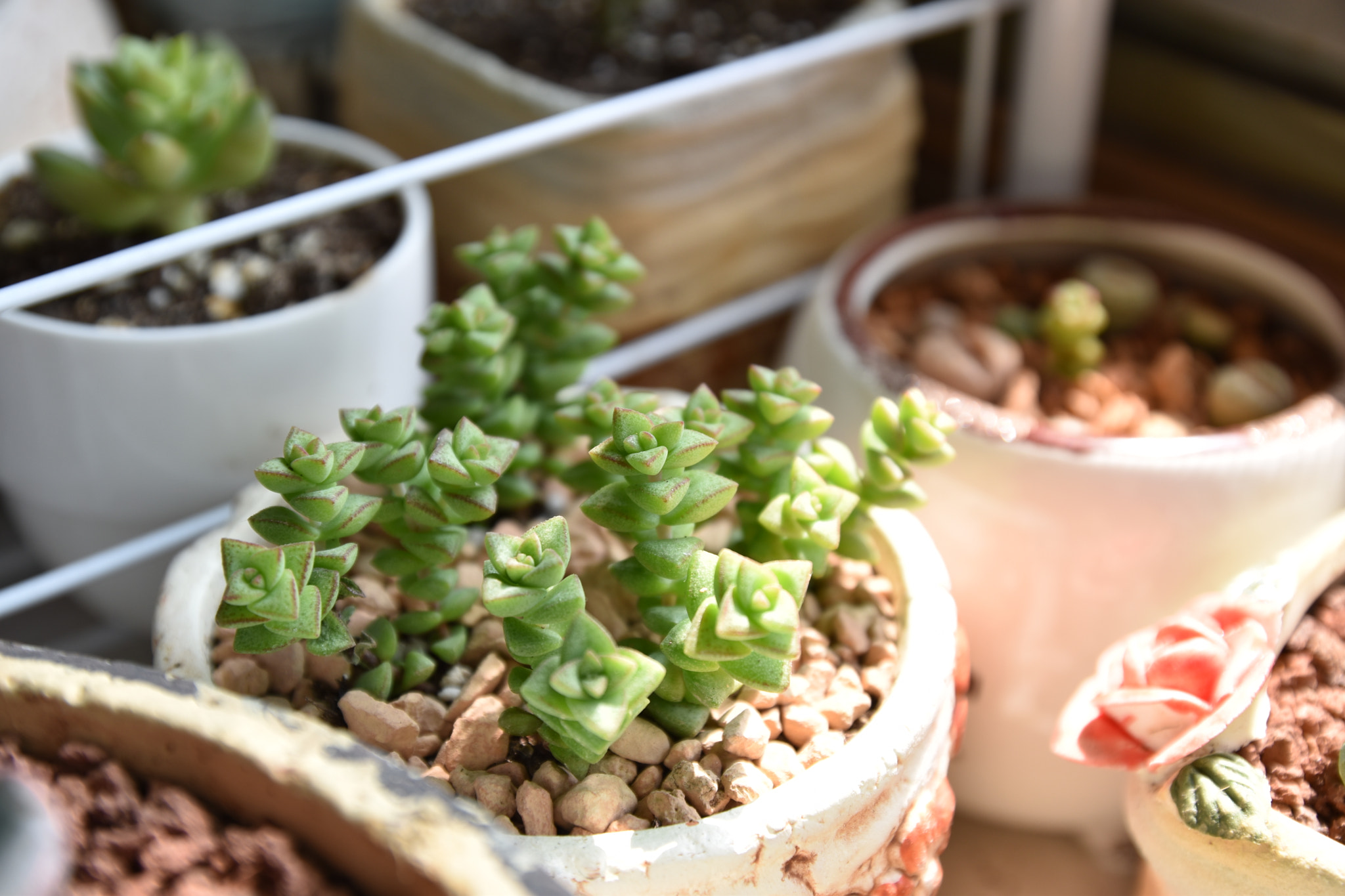 Nikon D5500 + Tamron SP AF 17-50mm F2.8 XR Di II VC LD Aspherical (IF) sample photo. First pics of my succulents photography
