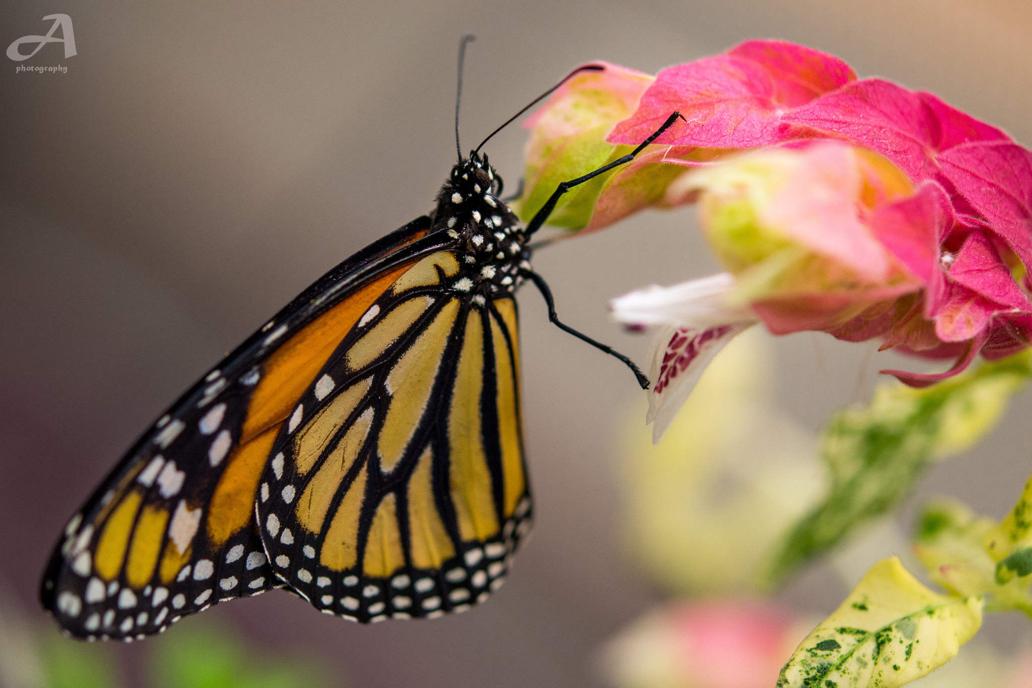 Nikon AF-S Micro-Nikkor 60mm F2.8G ED sample photo. Butterfly. photography