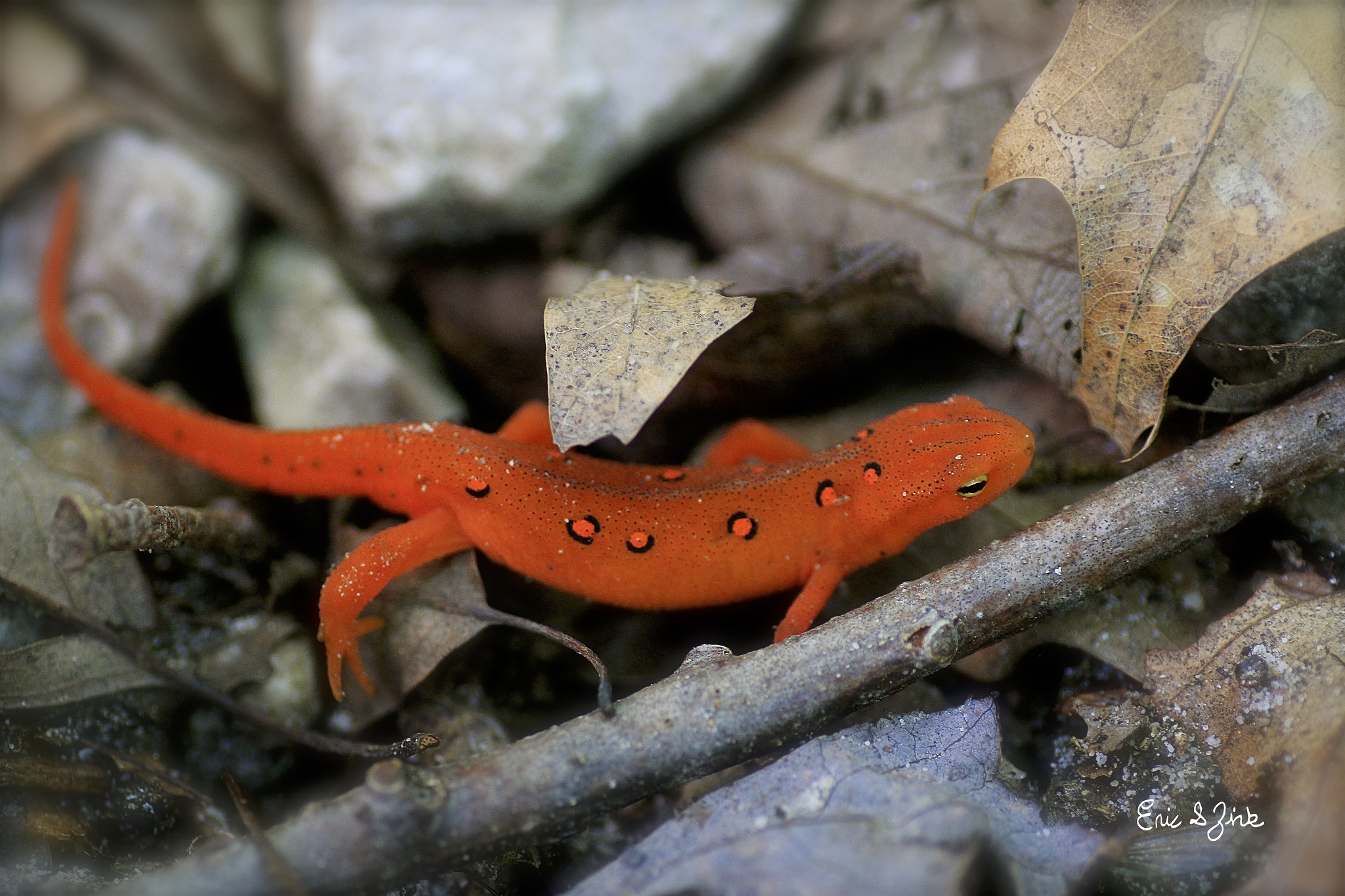 Tamron SP AF 90mm F2.8 Di Macro sample photo. Red-spotted newt photography