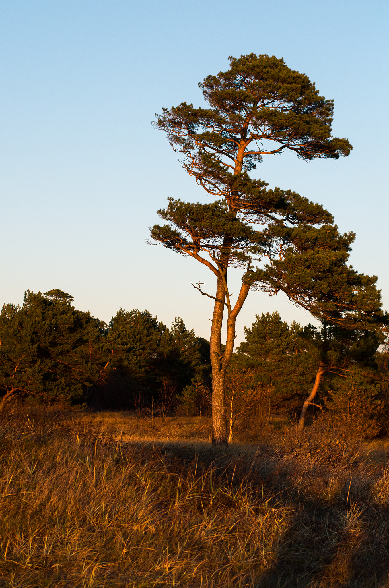 Pentax K-30 + Pentax smc DA* 55mm F1.4 SDM sample photo. Lone pine photography