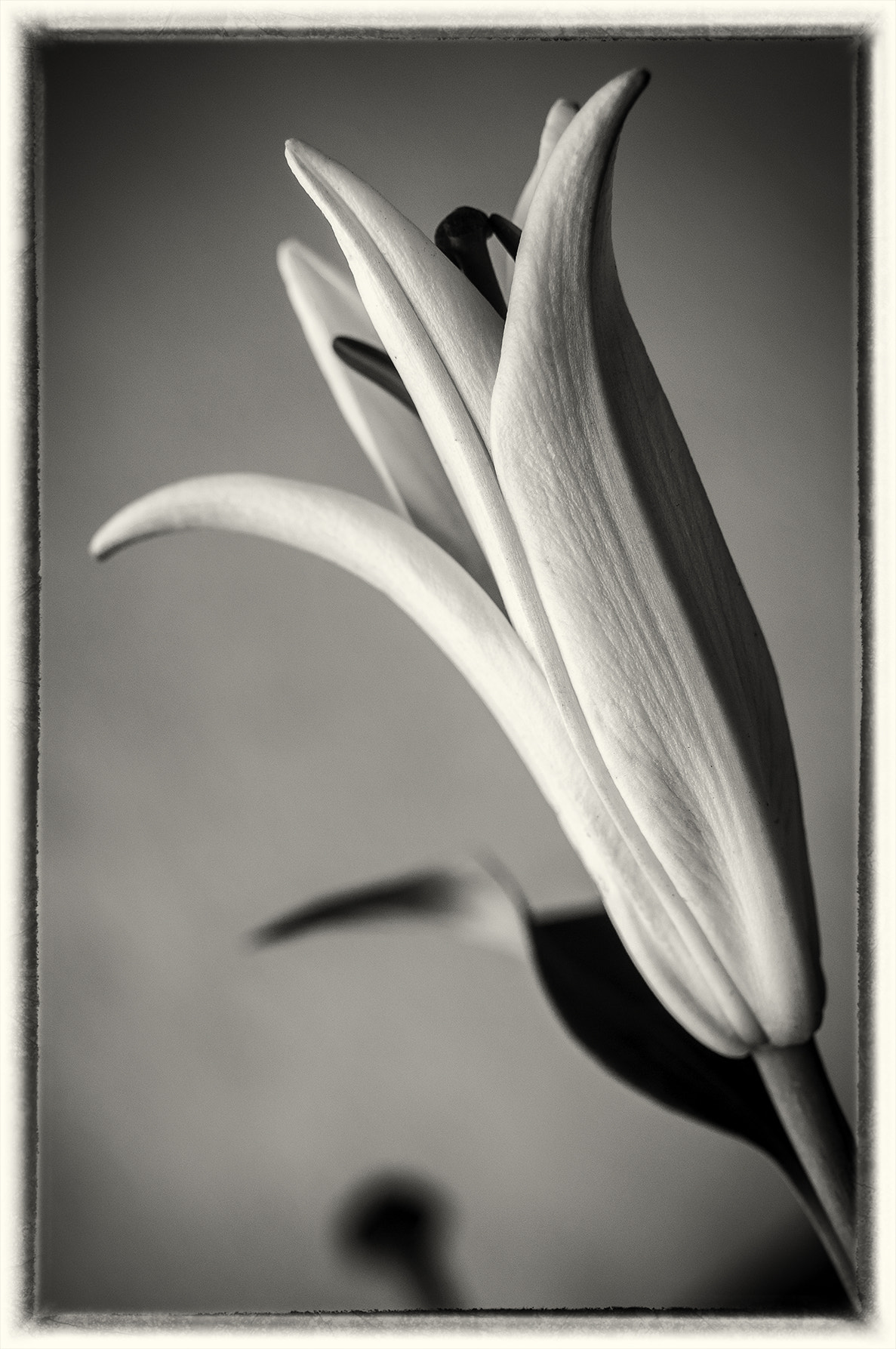 Nikon AF Nikkor 24-85mm F2.8-4D IF sample photo. Rising lily photography