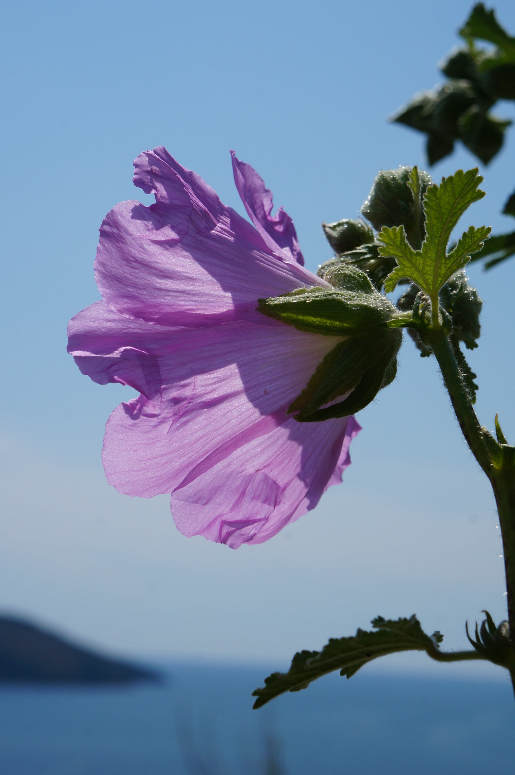Sony FE 28-70mm F3.5-5.6 OSS sample photo. 21771046512.jpg photography