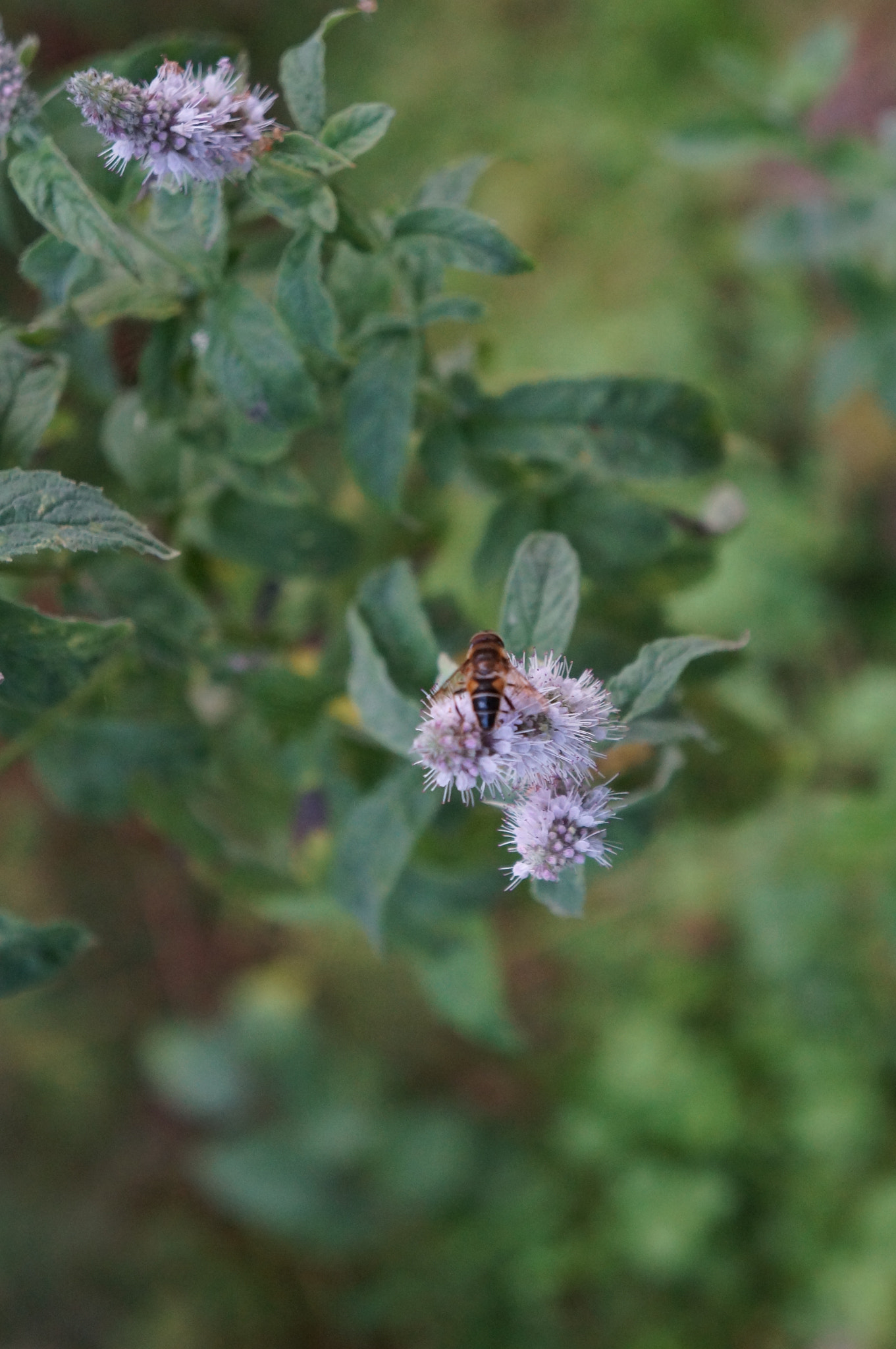 Sony FE 28-70mm F3.5-5.6 OSS sample photo. 15316935599.jpg photography