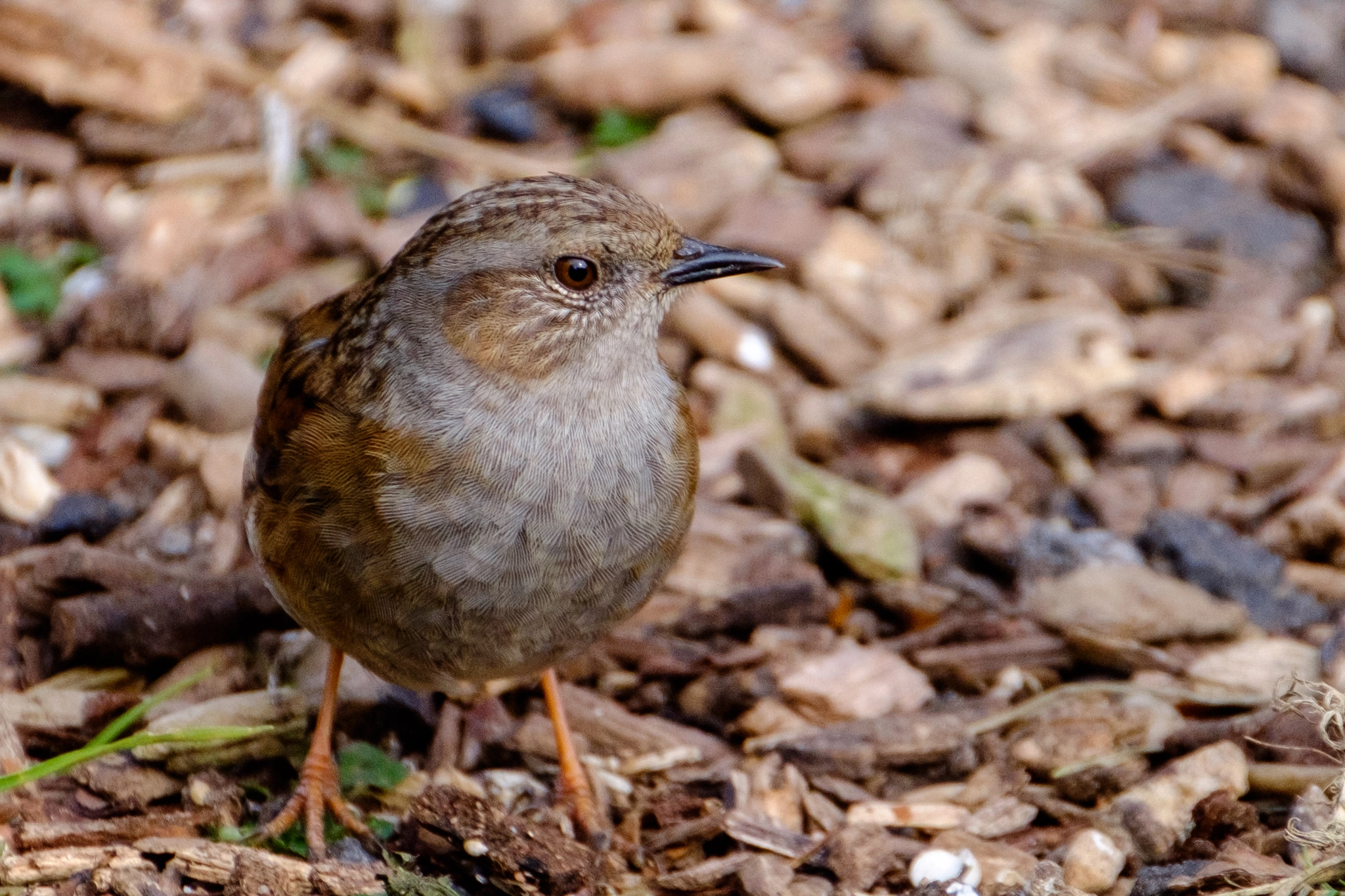 XF100-400mmF4.5-5.6 R LM OIS WR + 1.4x sample photo. "dunnock" photography