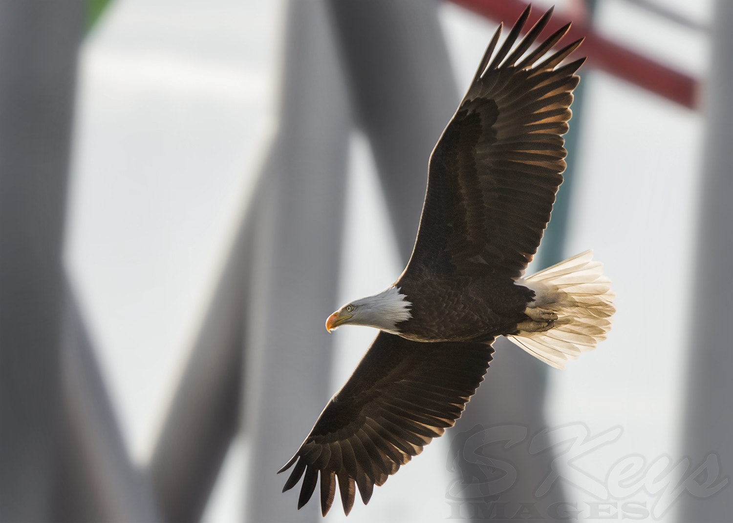 Nikon D7200 + Sigma 500mm F4.5 EX DG HSM sample photo. Taking a ride (bald eagle) photography