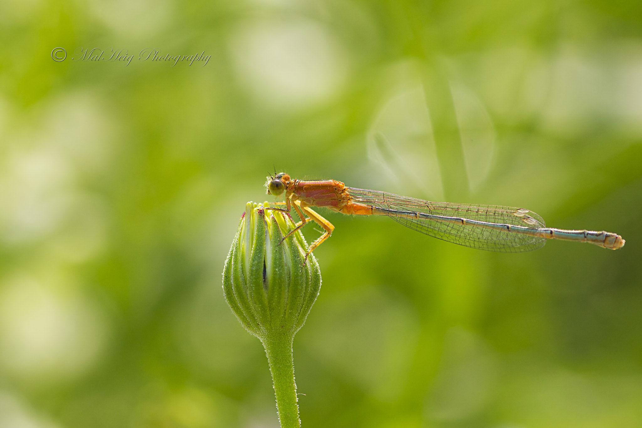 Canon EOS 550D (EOS Rebel T2i / EOS Kiss X4) + Tamron SP AF 90mm F2.8 Di Macro sample photo. Damselfly photography