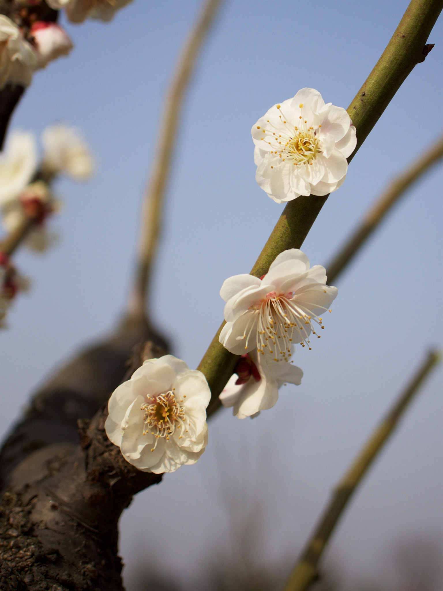 Sony Alpha NEX-7 + Sony E 30mm F3.5 sample photo. Dsc00520 - 版本 2 photography