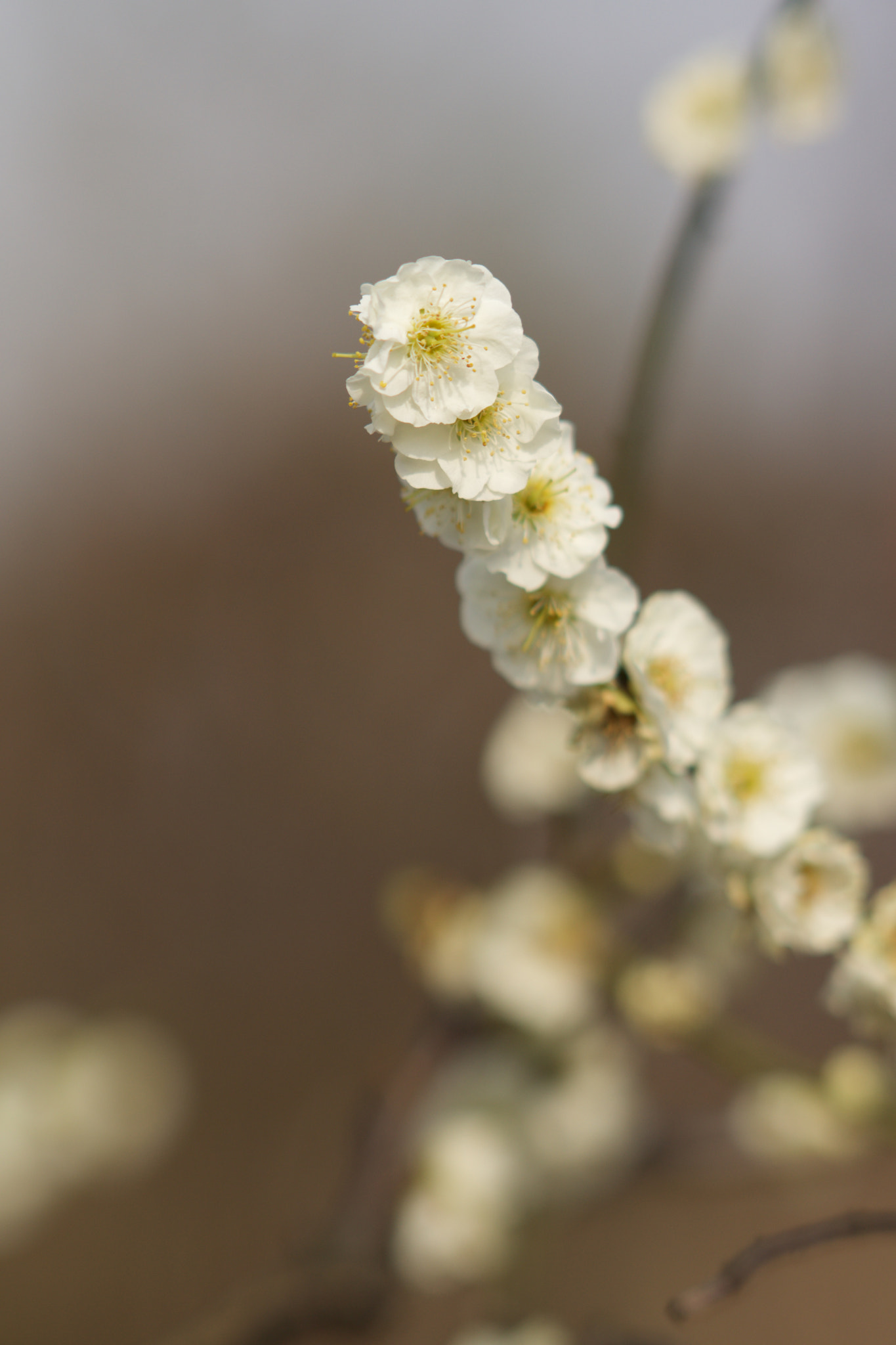 Sony Sonnar T* 135mm F1.8 ZA sample photo. Dsc00543 photography